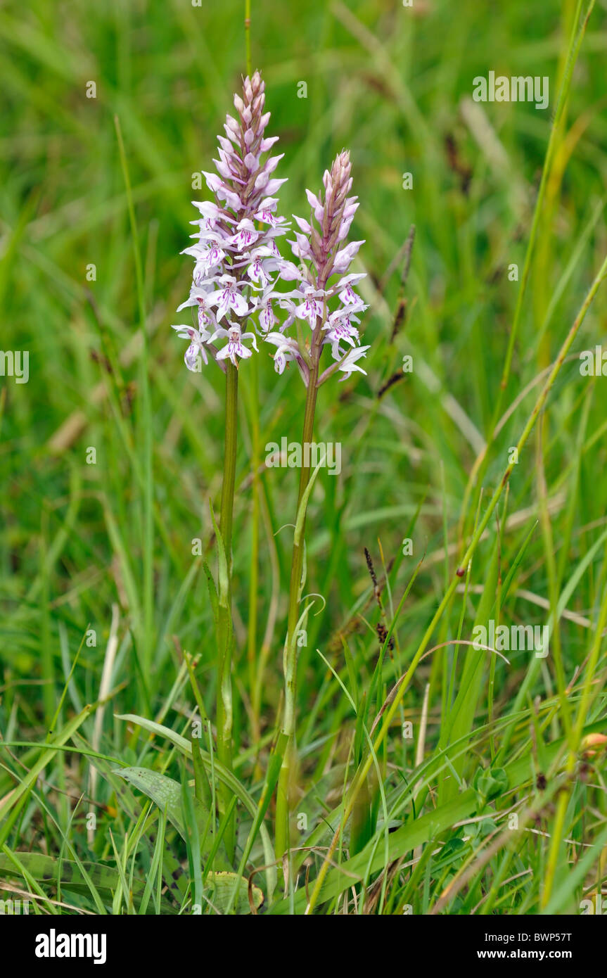 Two Common Spotted Orchids - Dactylorhiza fushsii Stock Photo