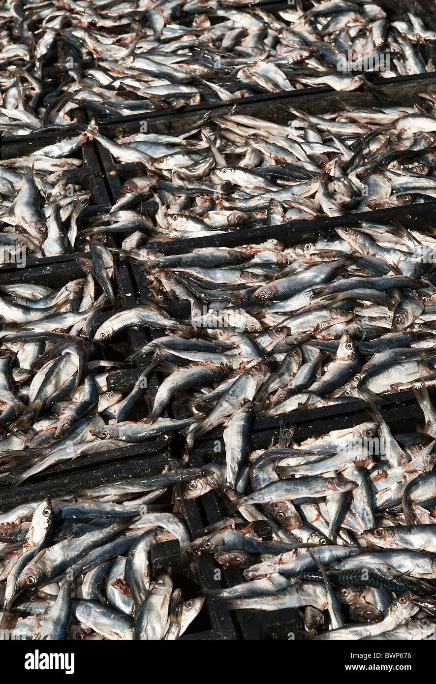 Herring fish used as bait by lobster fishermen. Stock Photo