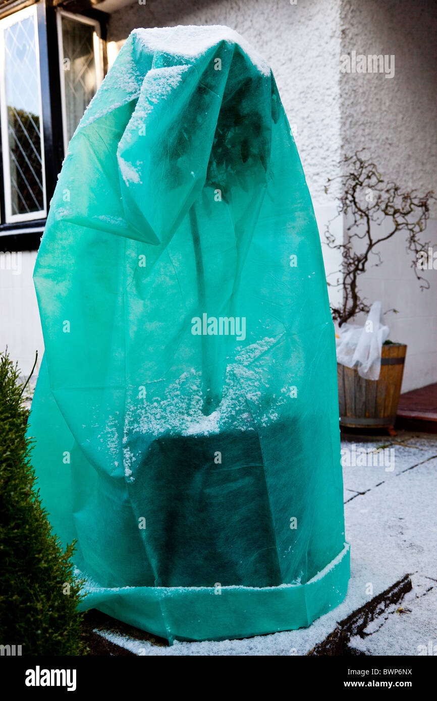 Bay trees under frost protection bag Stock Photo Alamy