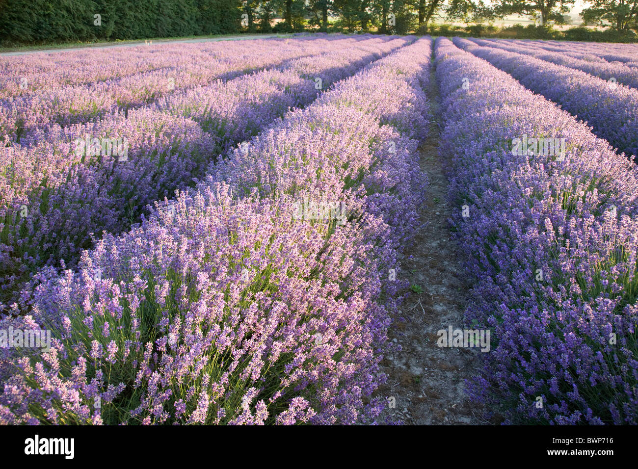 Lavender fields at Hartley Park Farm, Alton, Hampshire, England Stock Photo Alamy