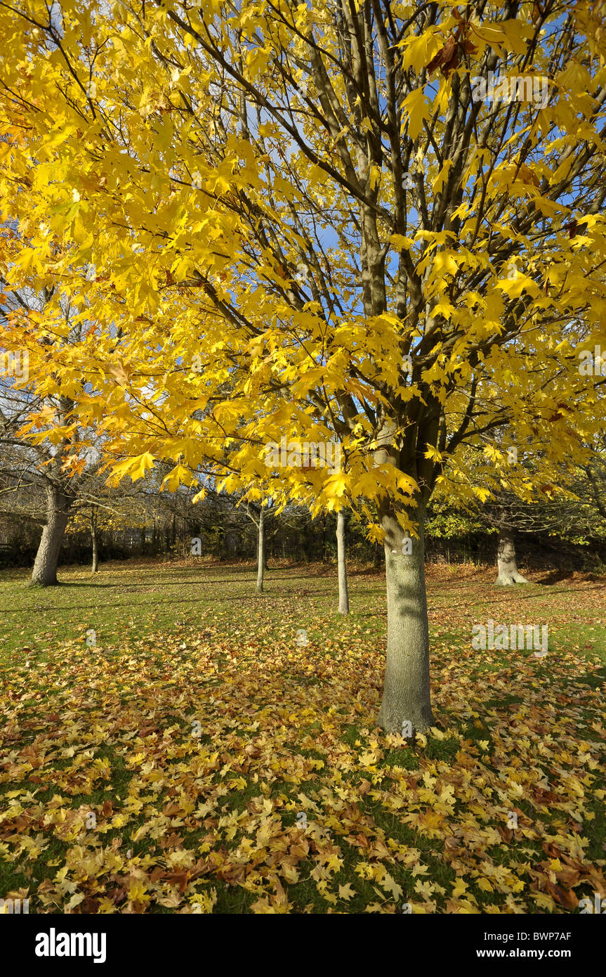 Norway Maple Tree Acer Platanoides In Autumn Stock Photo Alamy