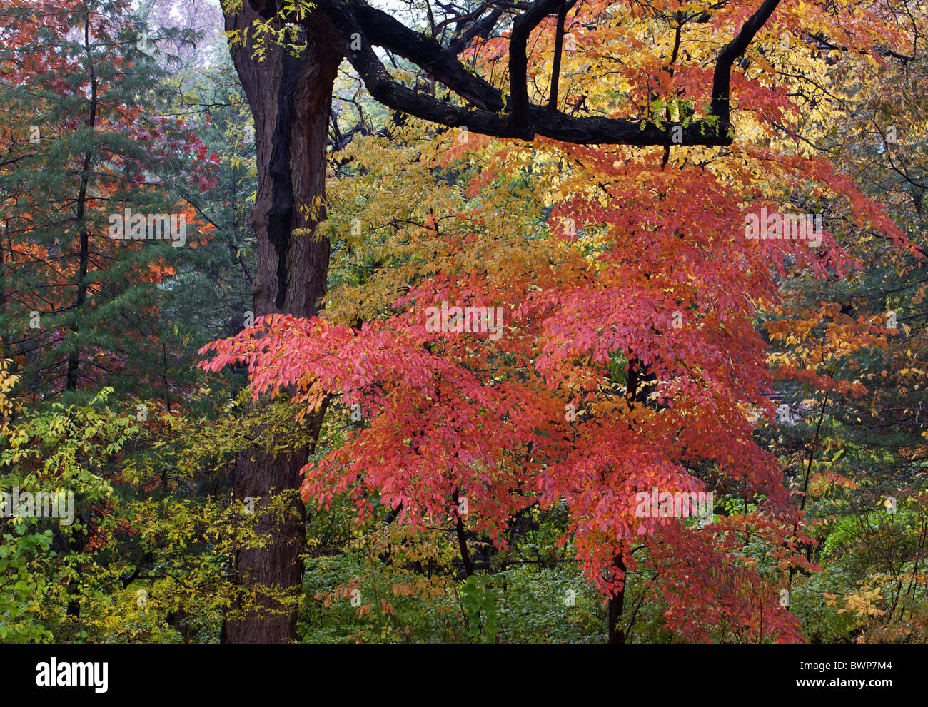 Autumn in Central Park with a view into the forest Stock Photo - Alamy