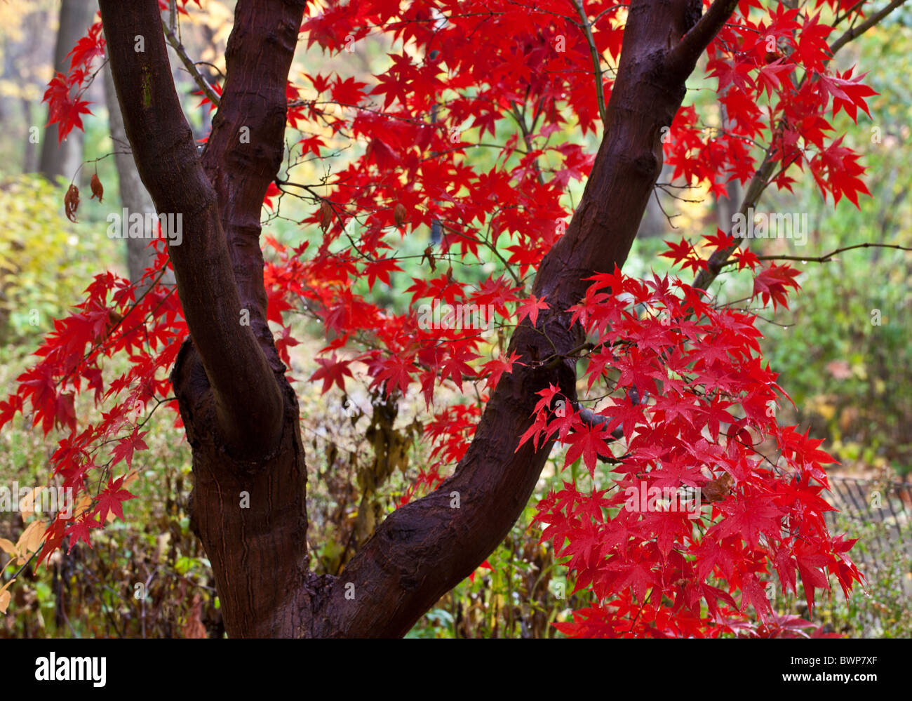 Autumn in Central Park with leaves from a Japanese maple Stock Photo ...