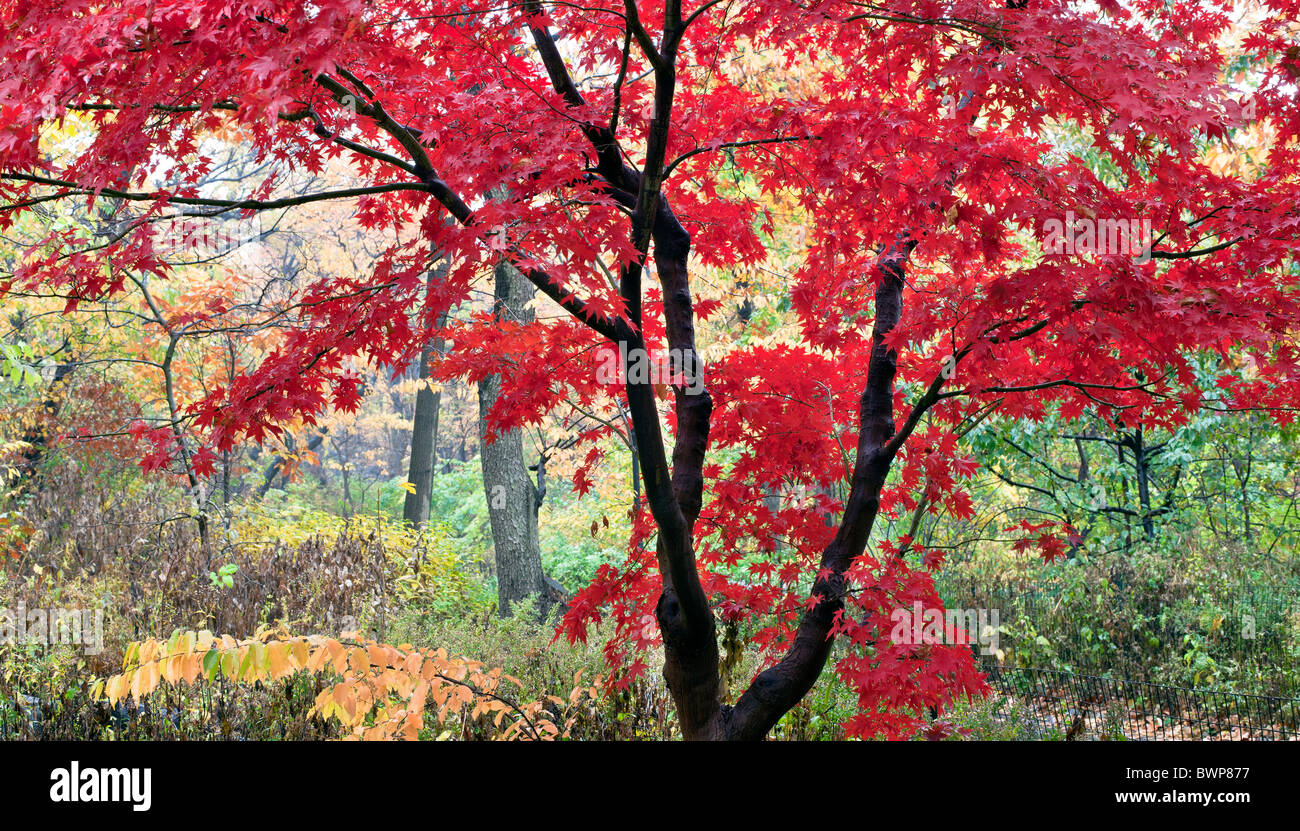Autumn in Central Park with leaves from a Japanese maple Stock Photo ...