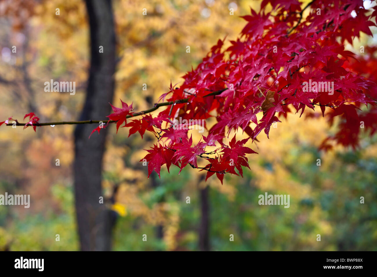 Autumn in Central Park with leaves from a Japanese maple Stock Photo ...
