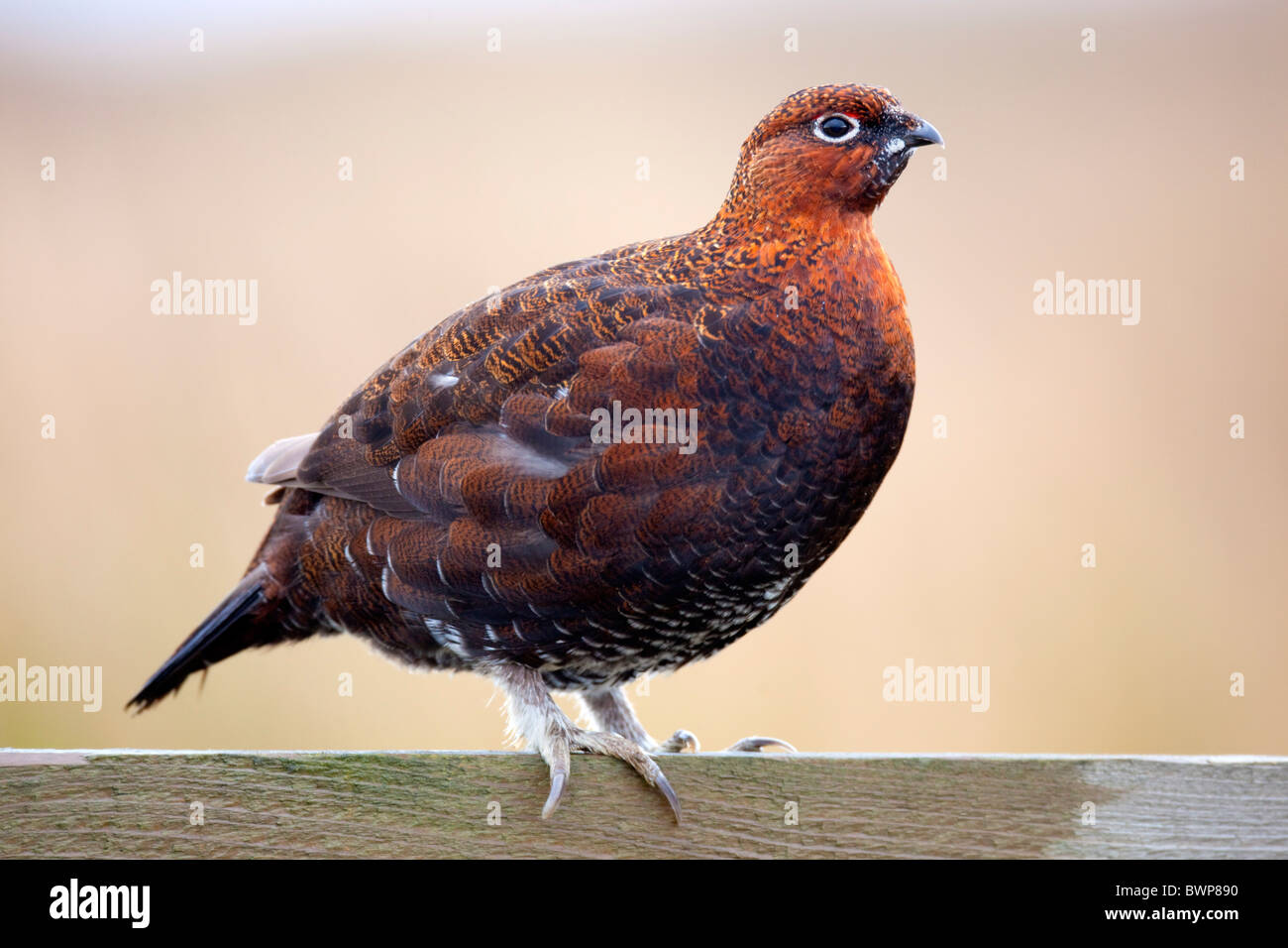 Red Grouse; Lagopus lagopus ssp scoticus; on fence; Yorkshire Stock Photo