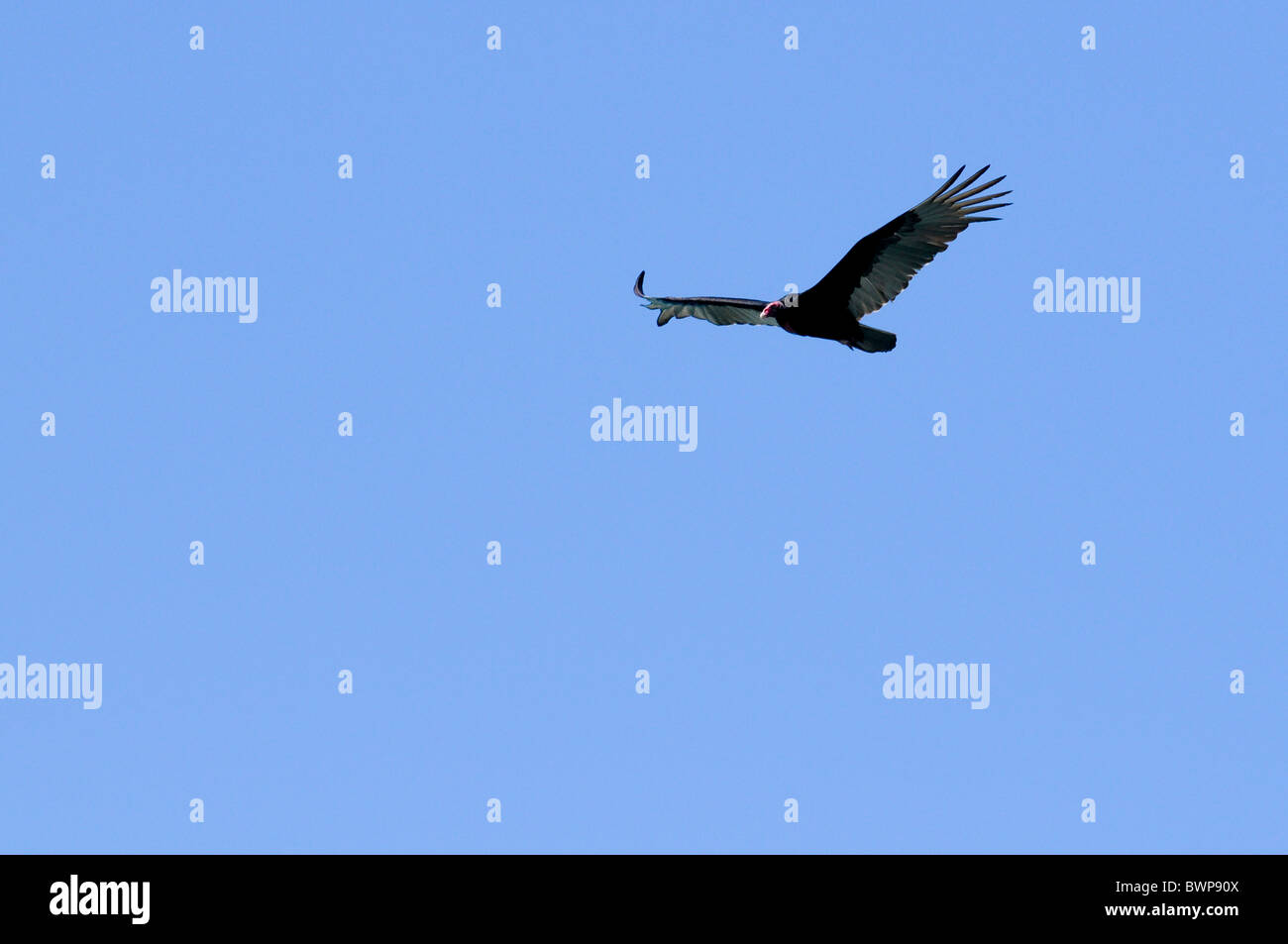 Bird of prey in flight Stock Photo - Alamy