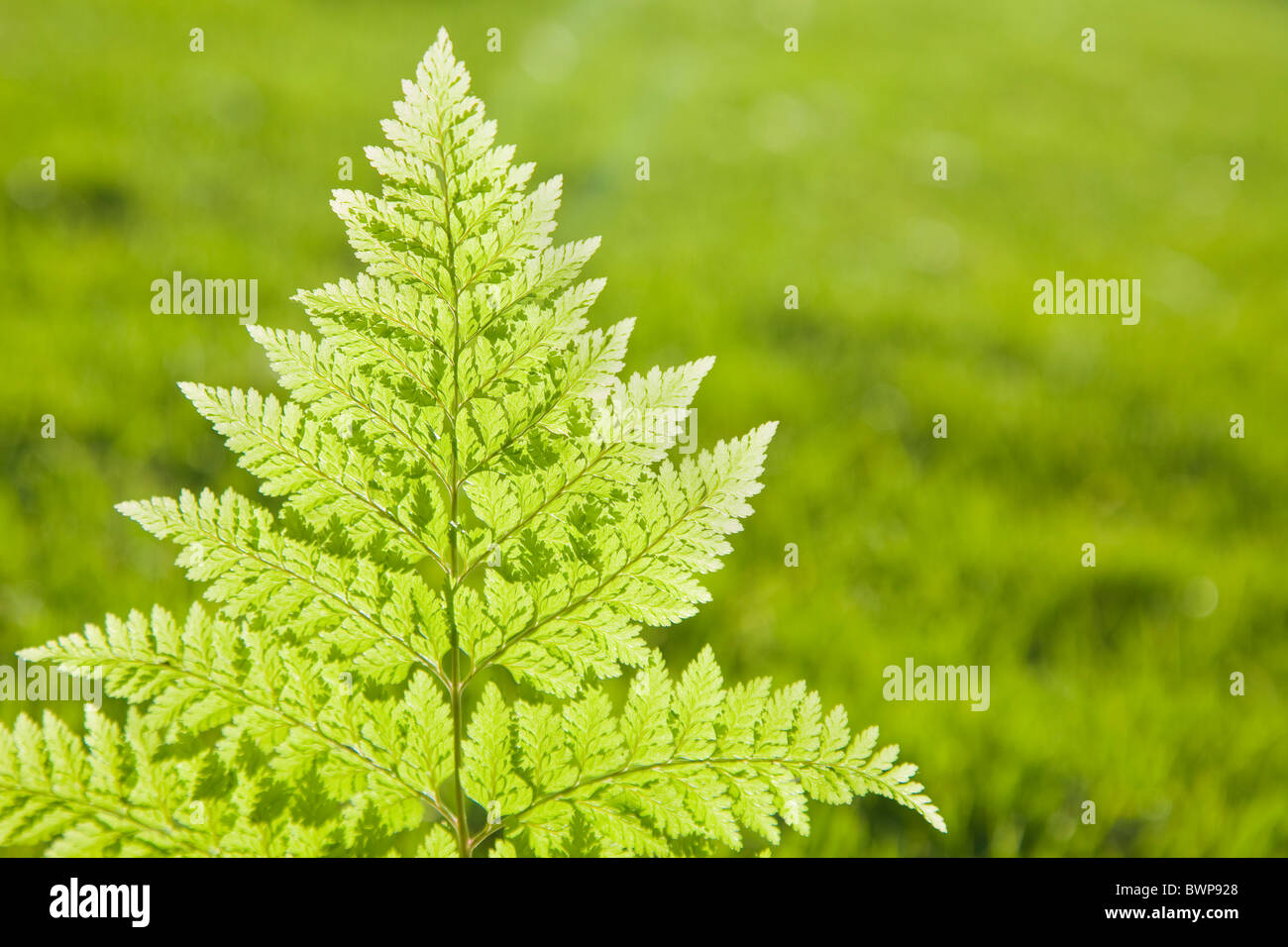 Fern leaves backlit on a green lawn Stock Photo