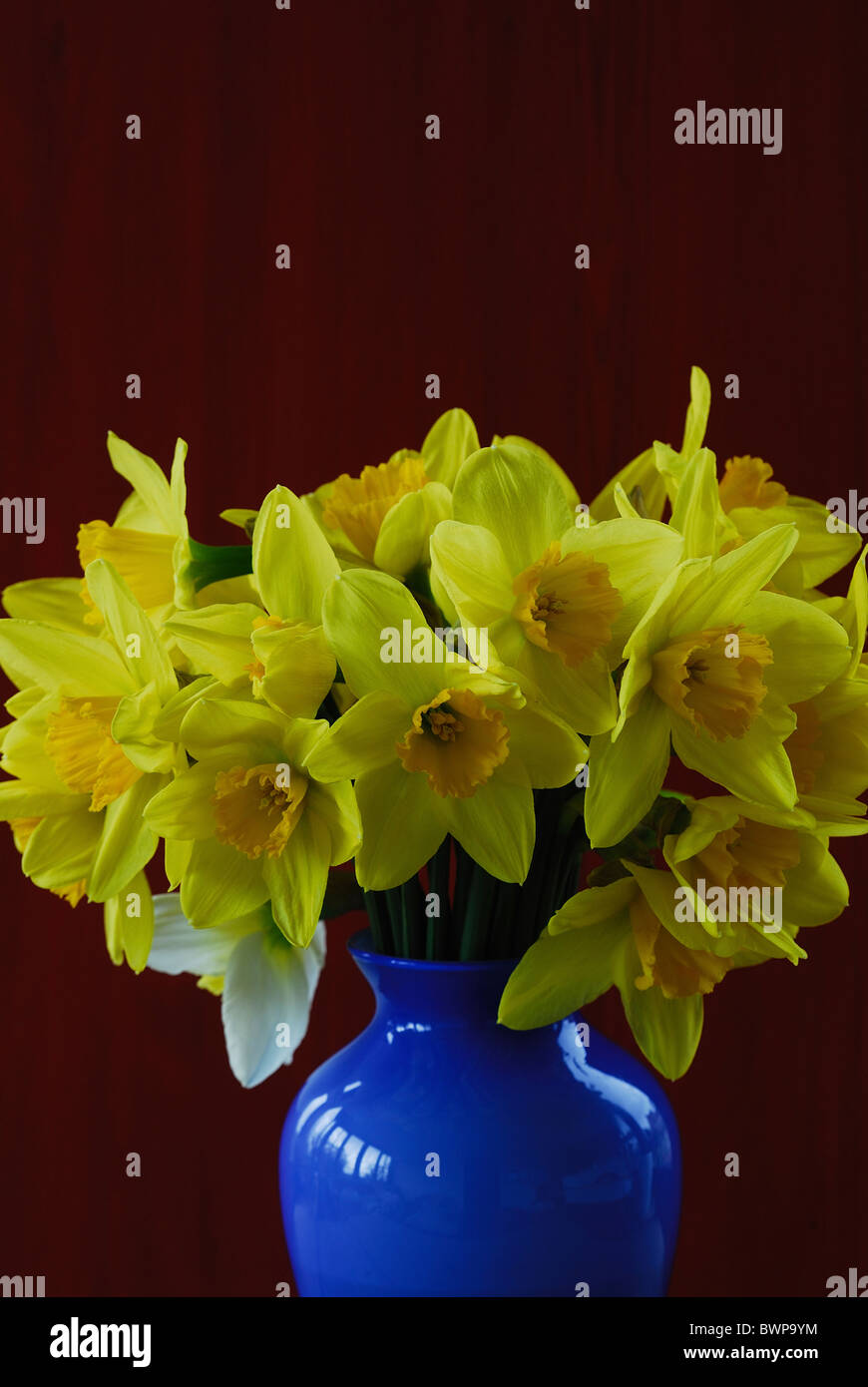 A vase of bright yellow, large bloomed, cut daffodils in a blue vase