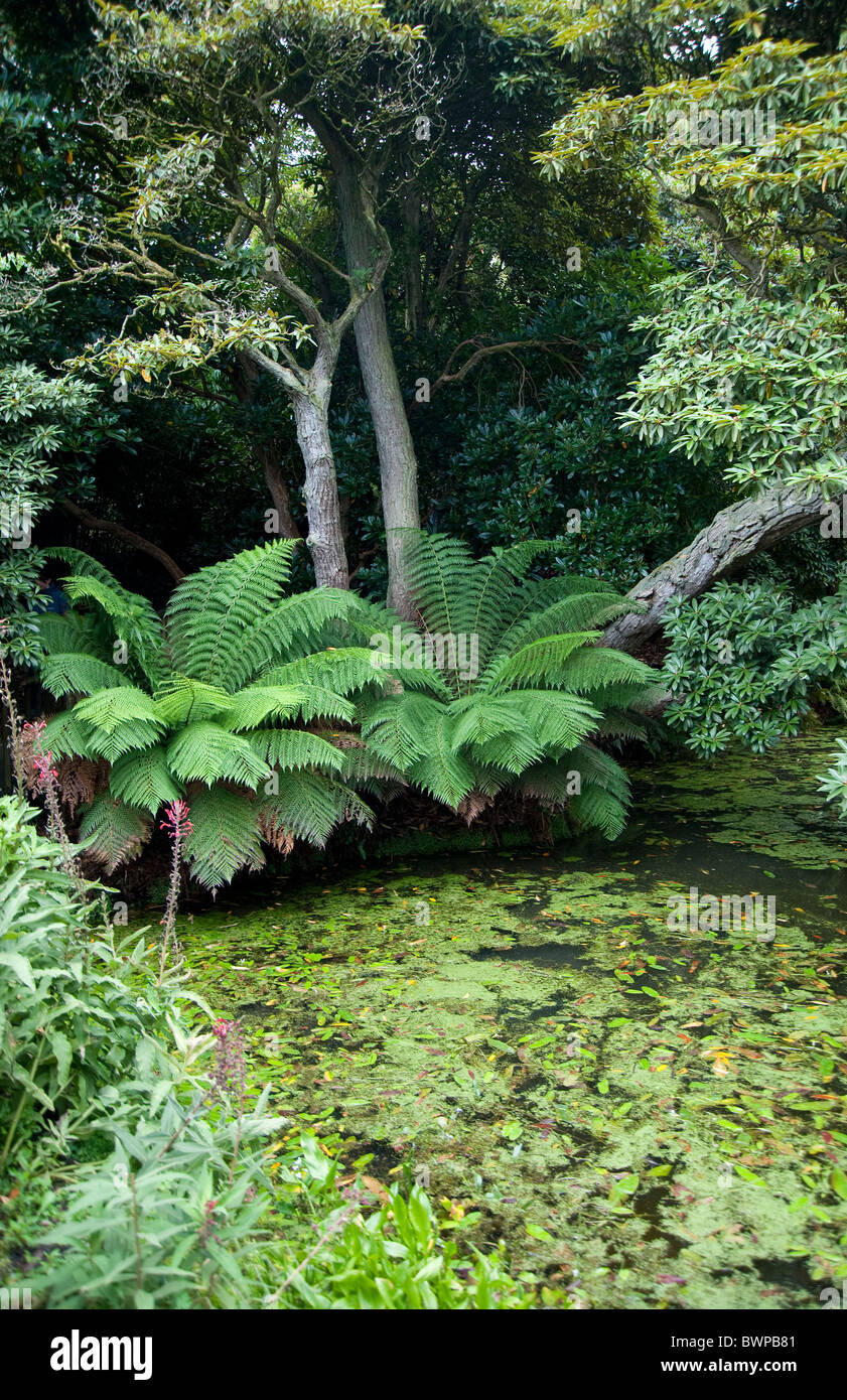 A pond in 'The Jungle' section of the Lost Gardens of Heligan in Cornwall, UK Stock Photo