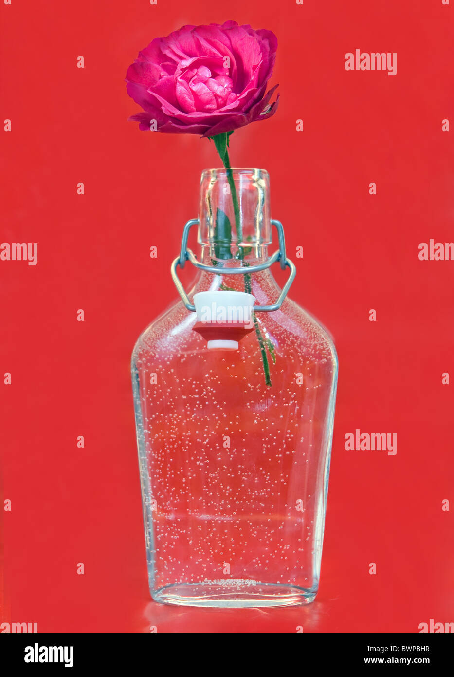 red rose in a bottle Stock Photo Alamy