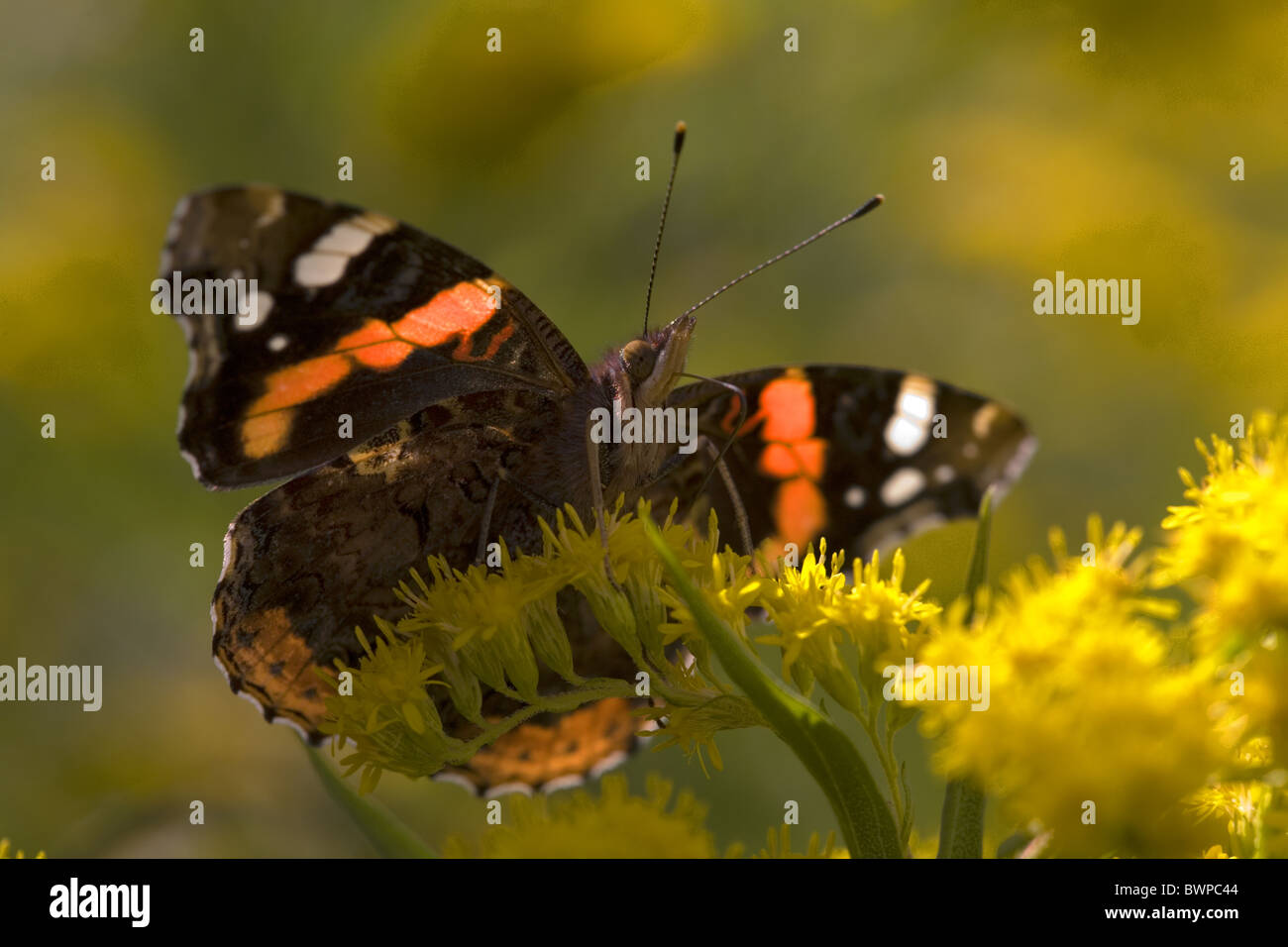 The butterfly Red Admiral (Vanessa atalanta), Laren, Gelderland, Netherlands Stock Photo