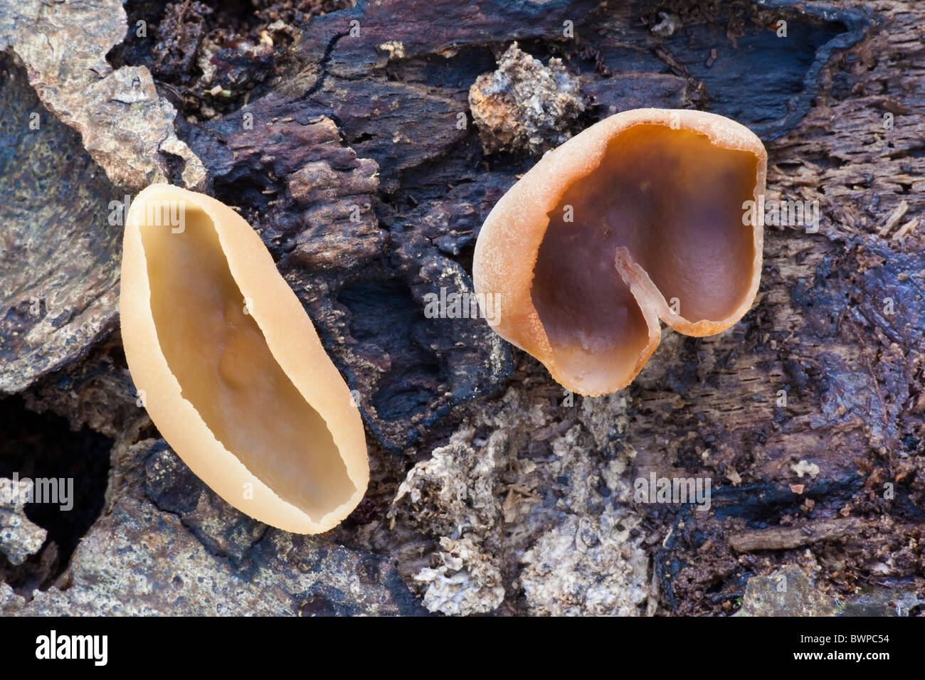 The cup fungi Peziza repanda Stock Photo