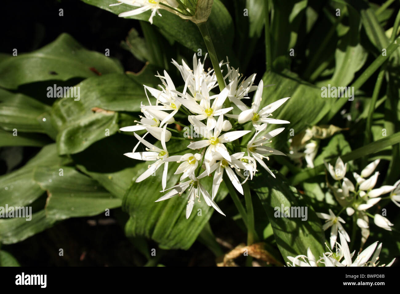 Ramsons Allium ursinum Family Alliaceae also known as buckram wild garlic broad-leaved garlic wood garlic or bear's garlic Stock Photo