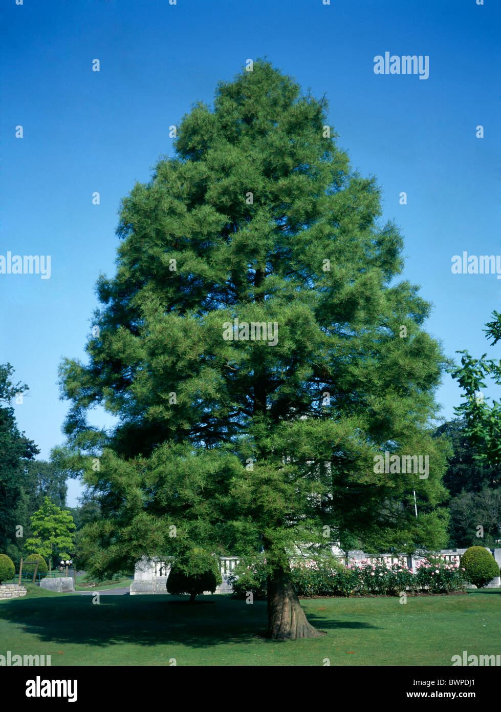 Dawn redwood china hires stock photography and images Alamy