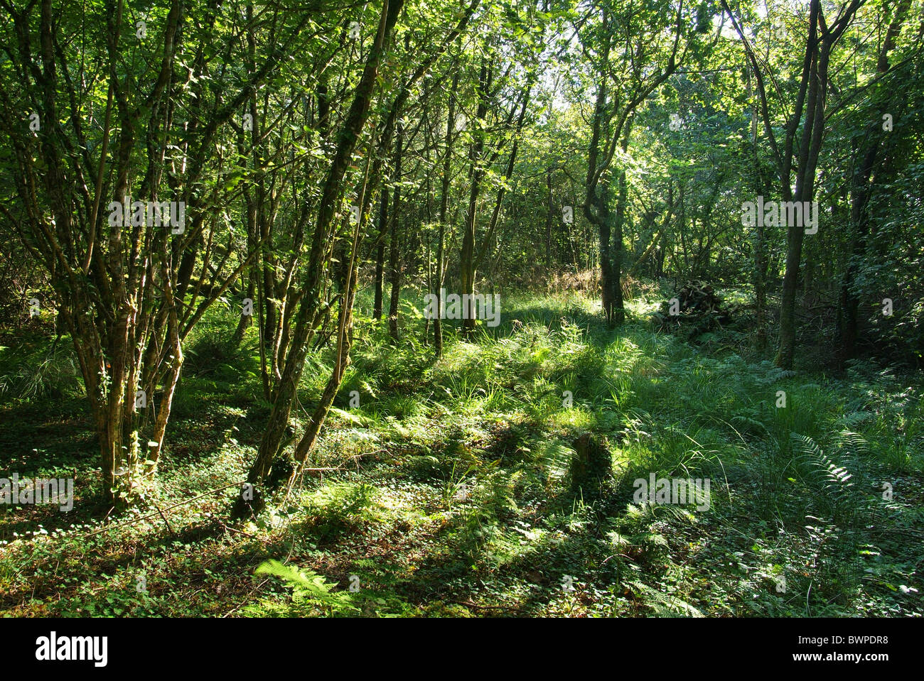 Sunlit forest hi-res stock photography and images - Alamy