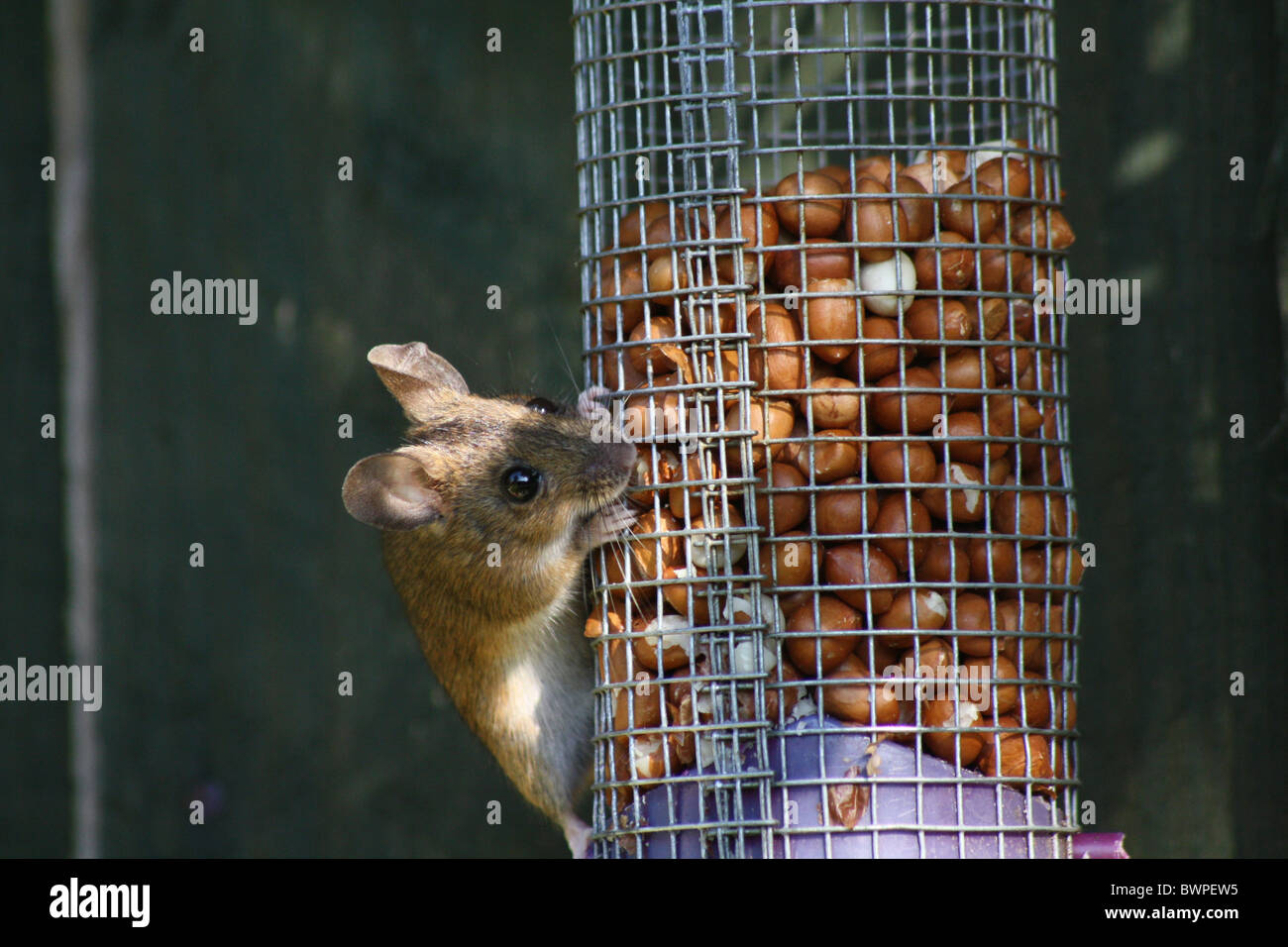 Wood mouse eating nuts from a garden bird feeder. Cute rodent with big