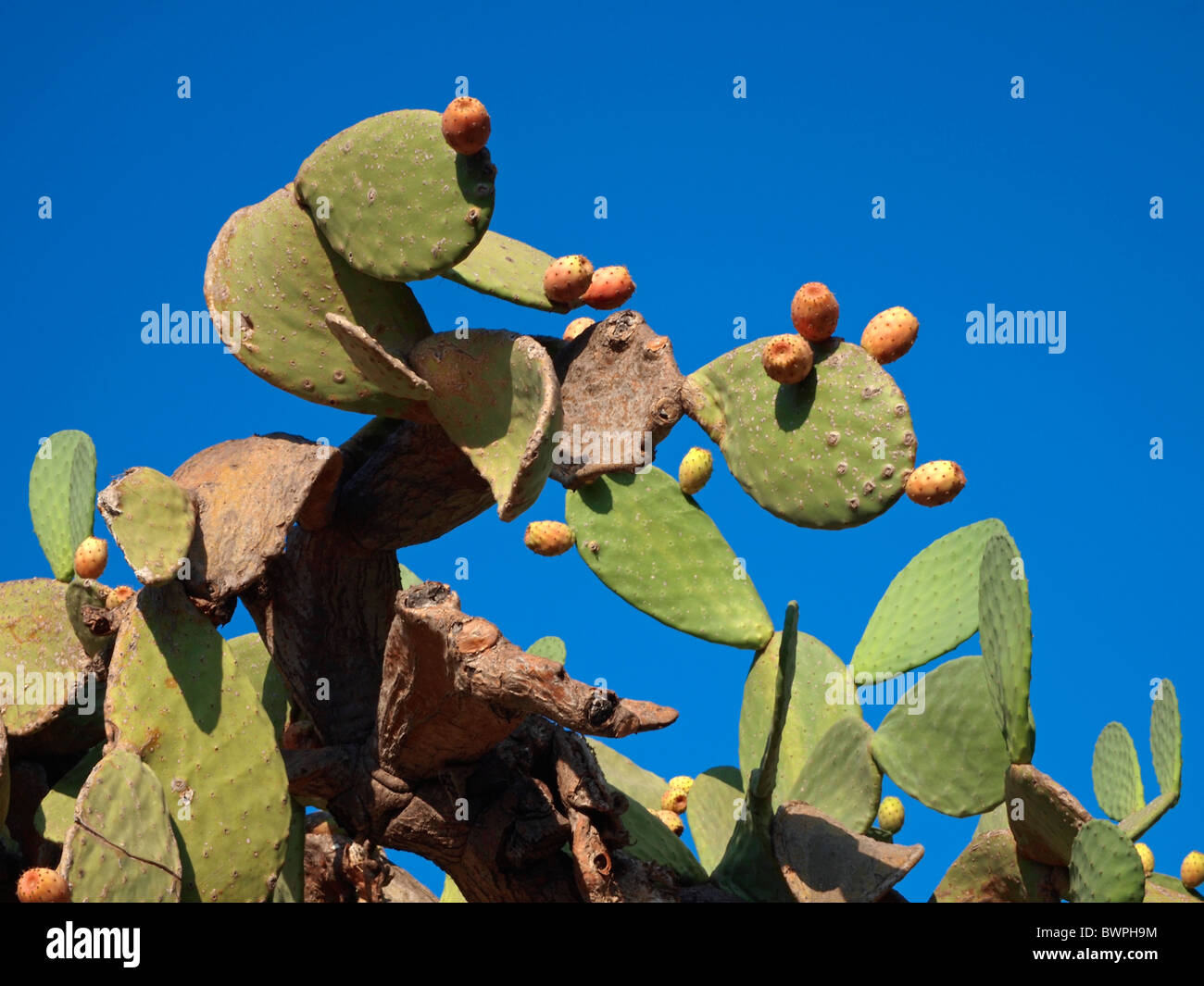 Indian fig, cactus pear Opuntia ficus indica, fruiting Stock Photo Alamy