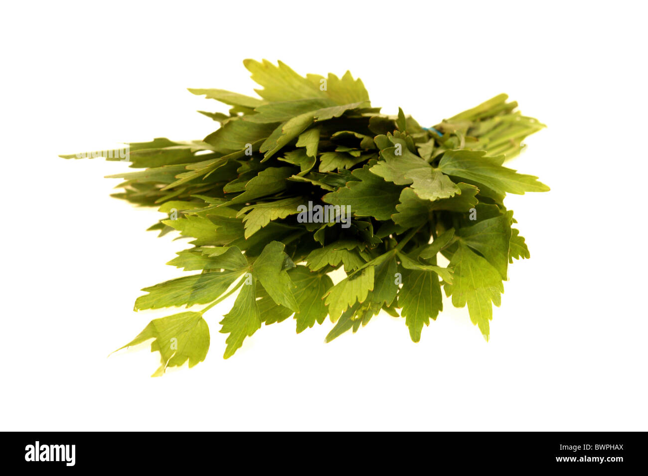 Bunch of Lovage Herbs Stock Photo - Alamy
