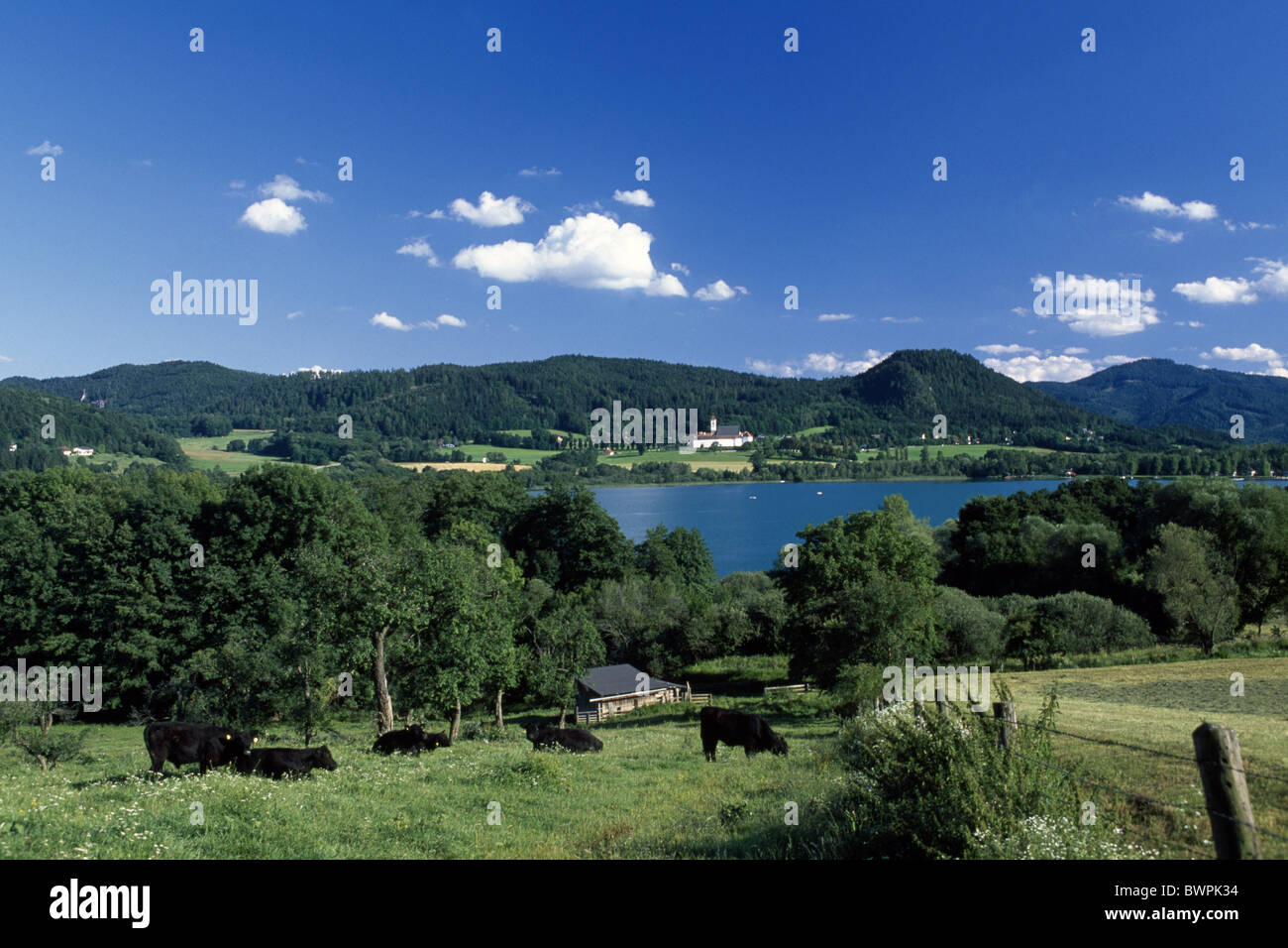 Austria Europe Sankt Georgen Langsee Karnten State of Carintiha Europe landscape forest cattle green summer Stock Photo