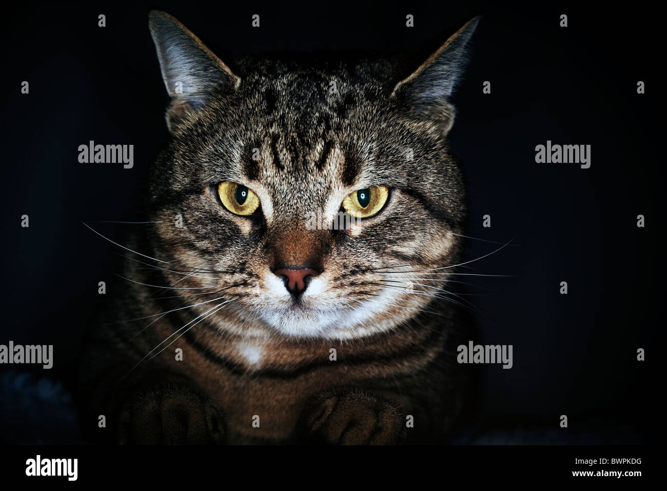 A close up of a tabby cat shot in a studio Stock Photo