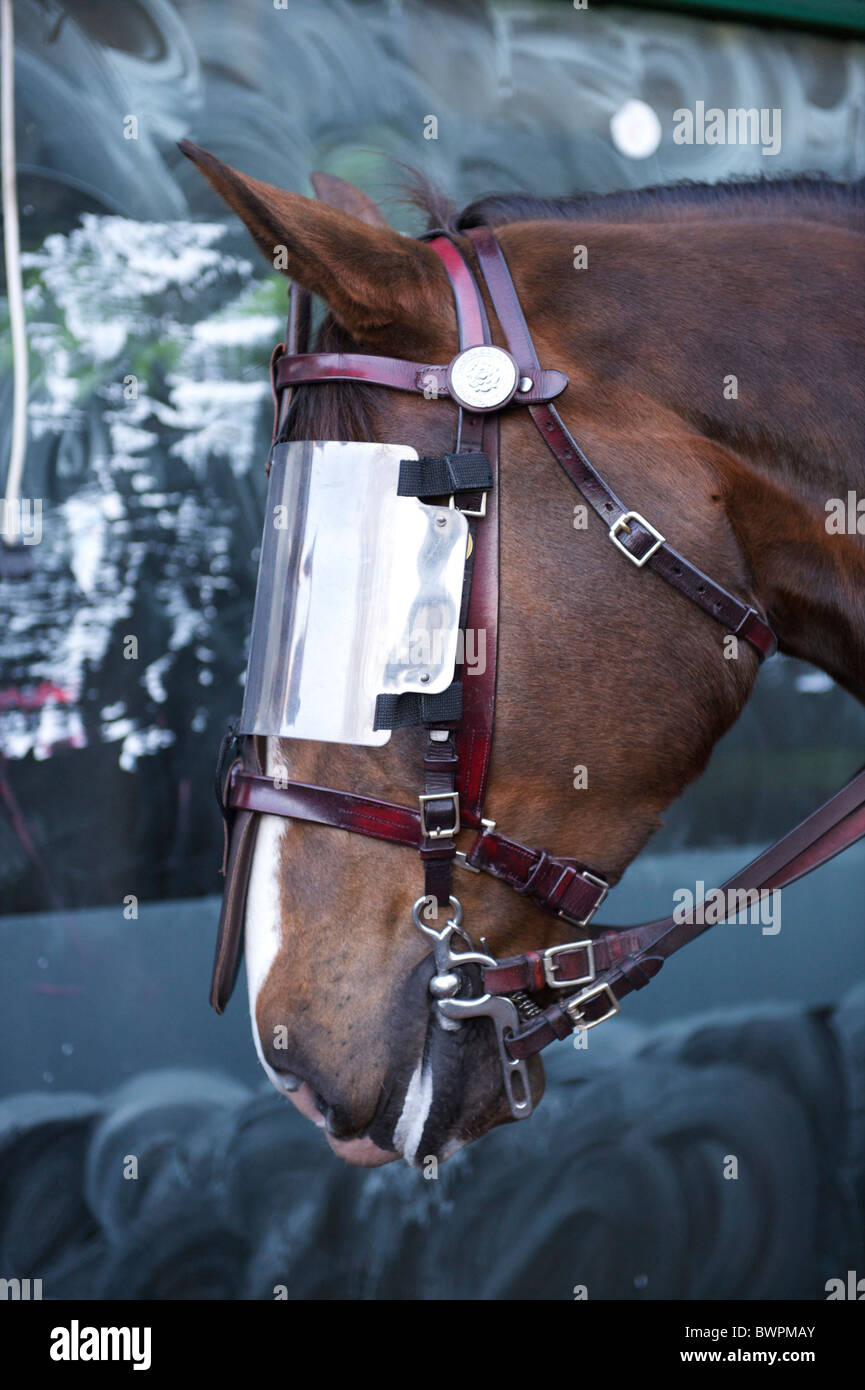 Police horses equipped in riot gear aid officers monitoring the English