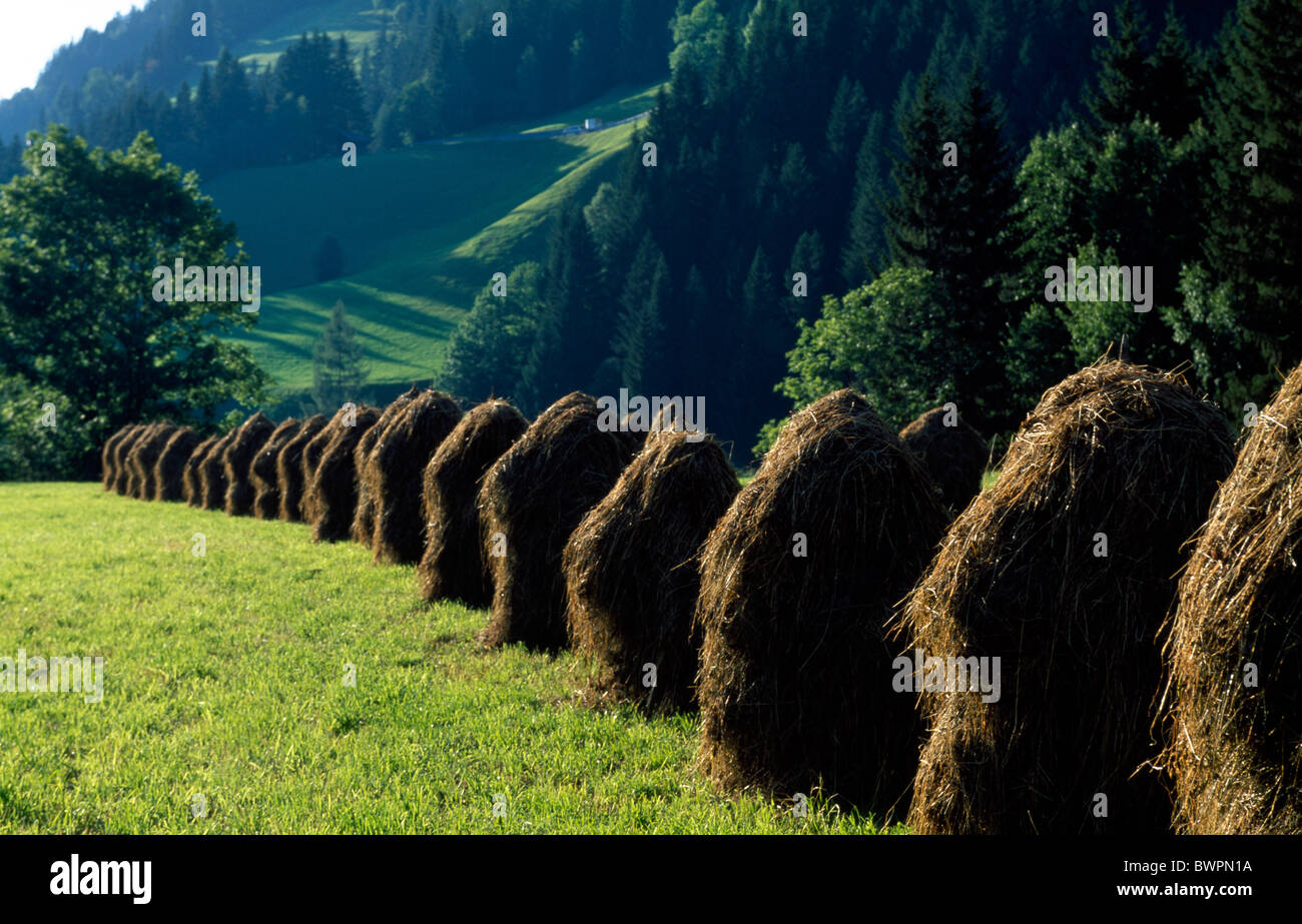 Austria Europe Obergail Lesach valley Carinthia Europe alps Heumandl hay stacks haystacks agriculture harve Stock Photo