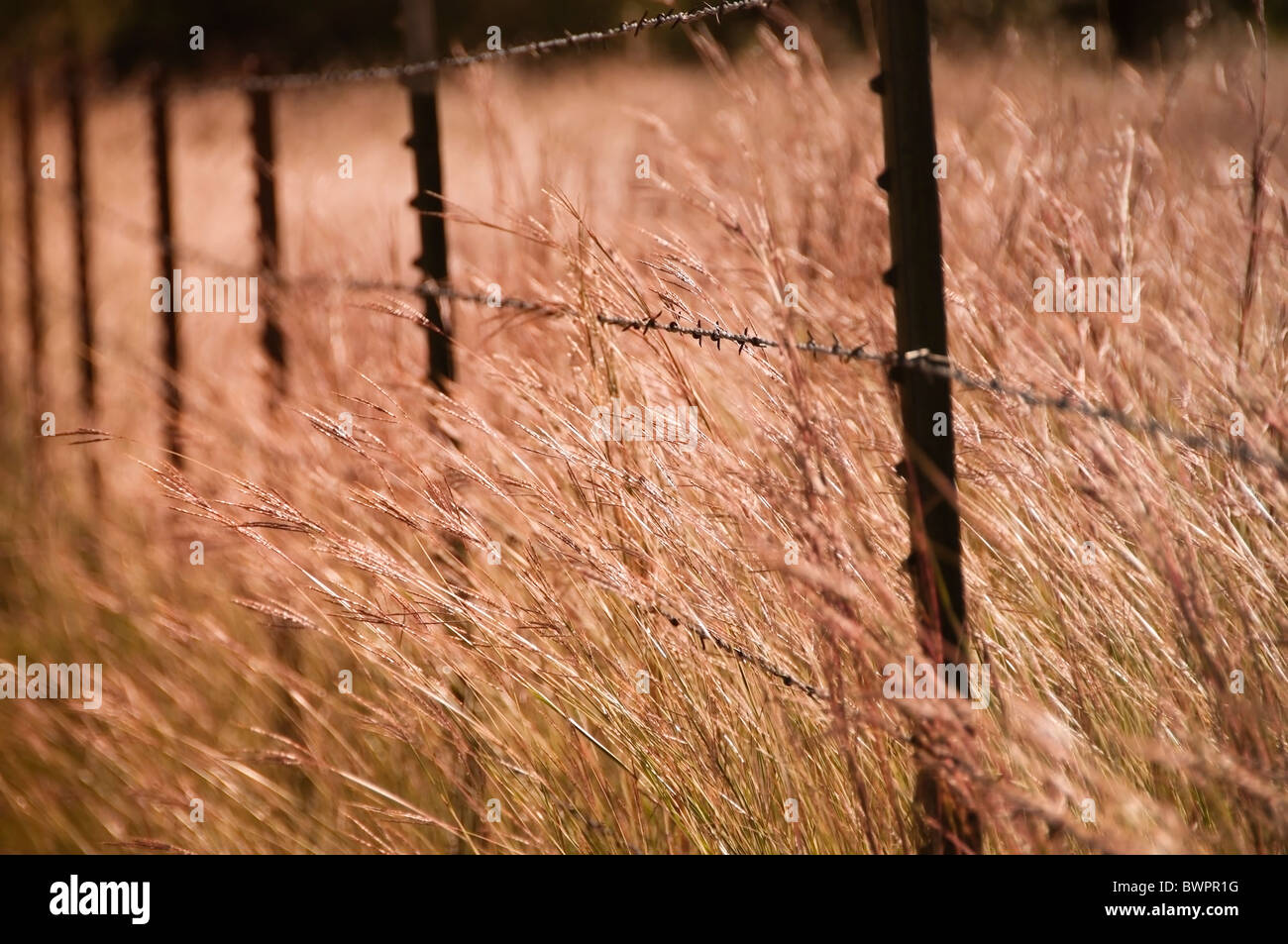 Barbed wire grass hires stock photography and images Alamy