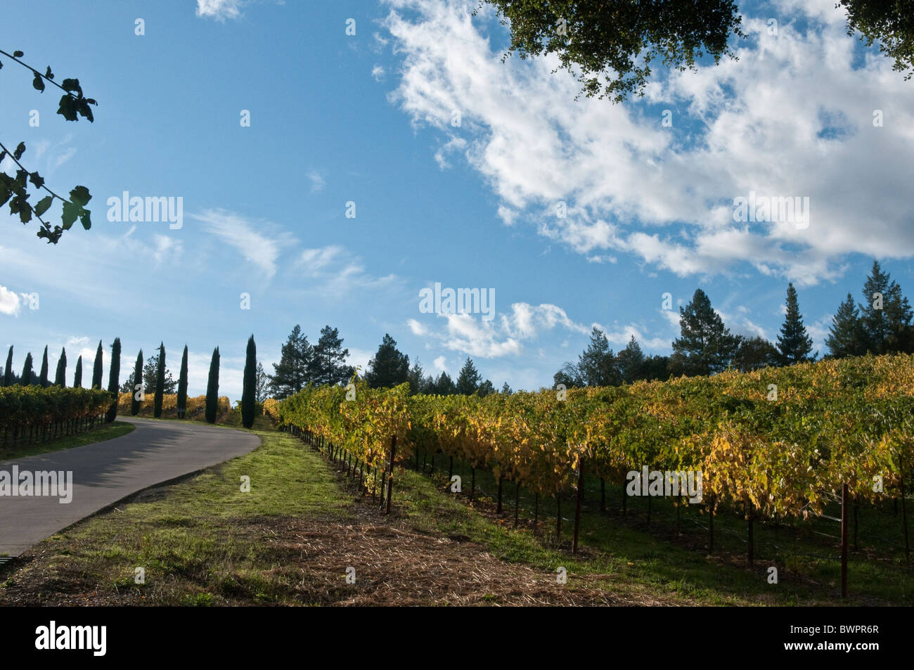 Entrance road to vineyard in Napa Valley California North America USA Stock Photo