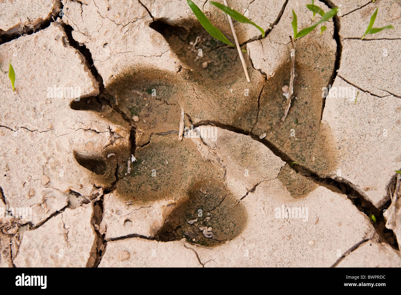 Animal Footprint in the mud Stock Photo Alamy