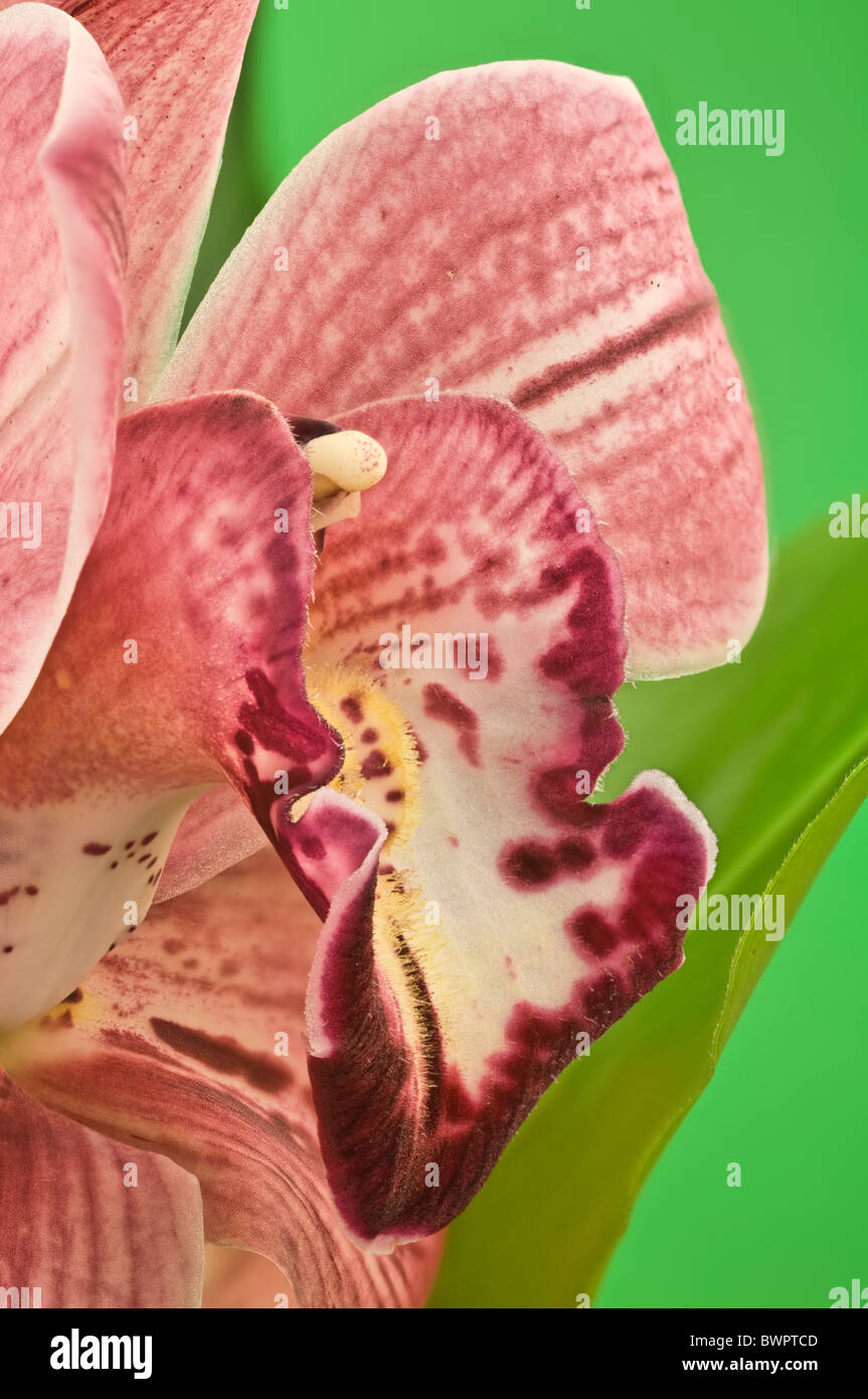 orchid Cymbidium Stock Photo