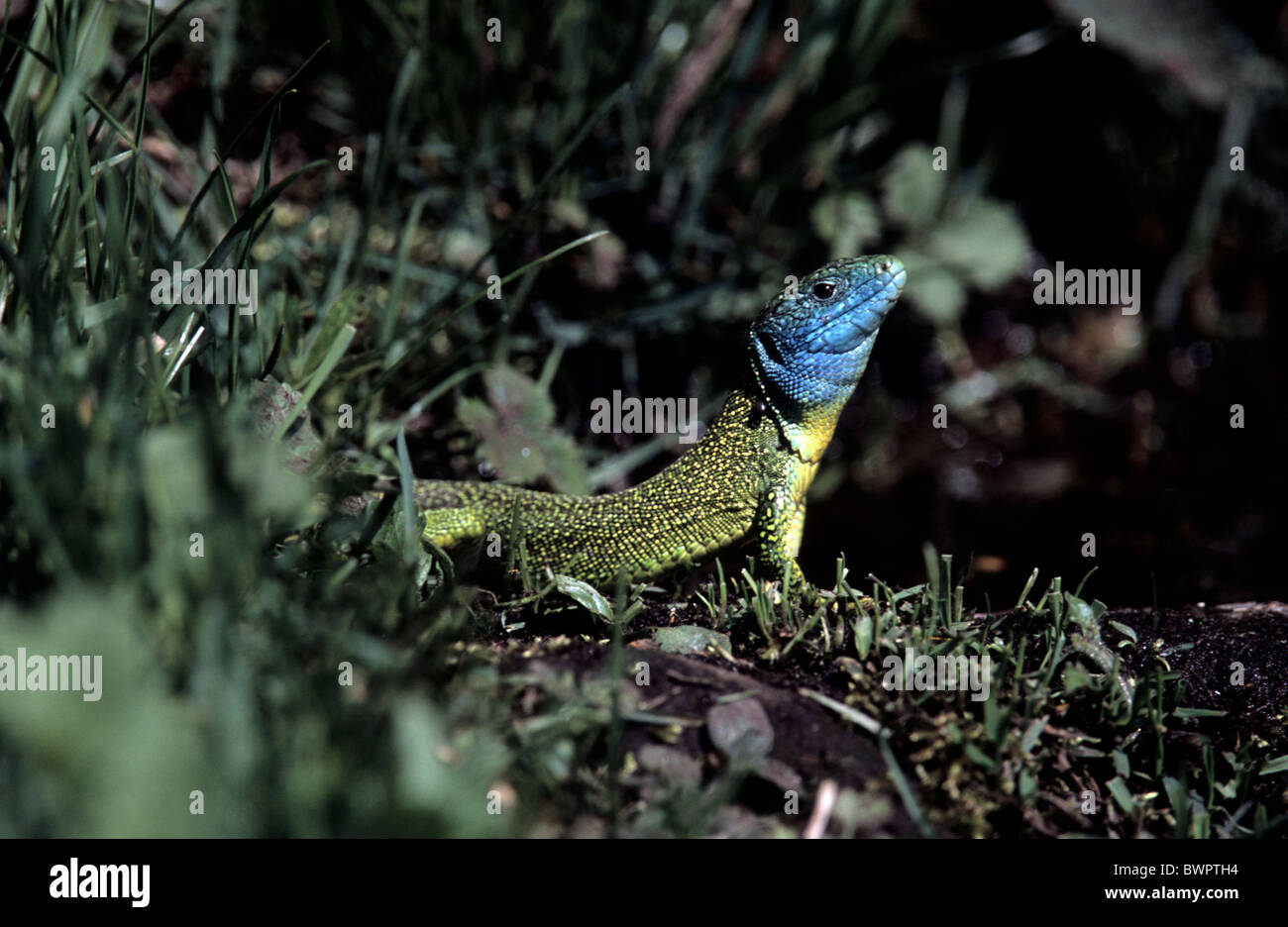 European green lizard Lacerta viridis Switzerland Europe Canton Ticino