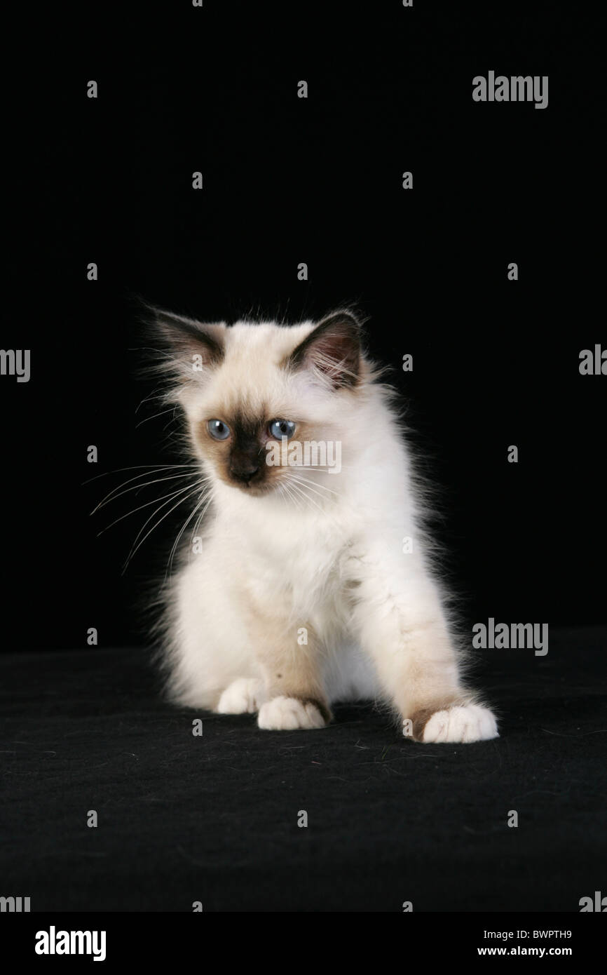 Sacred Birman kitten Stock Photo - Alamy