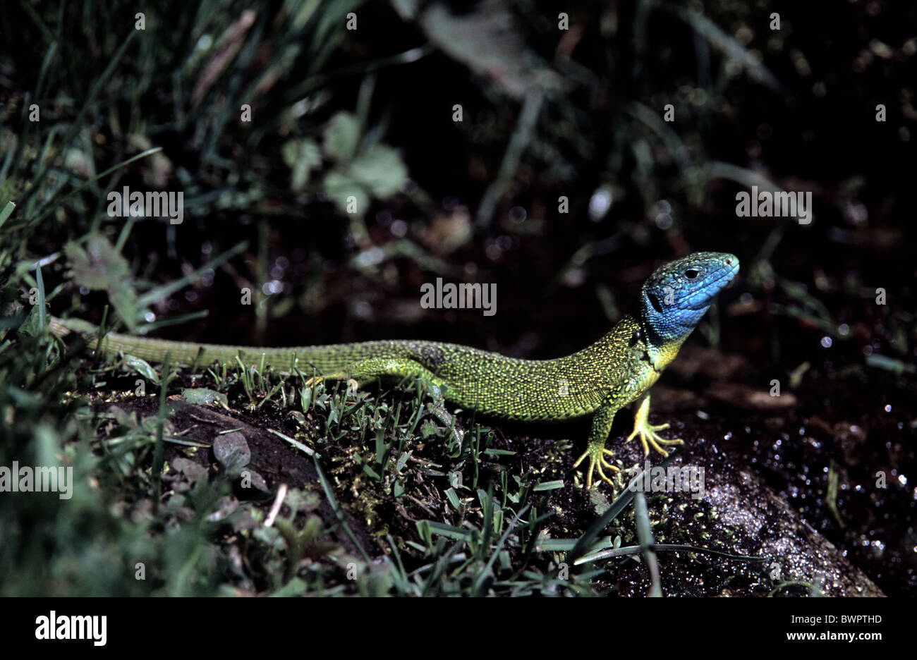 European green lizard Lacerta viridis Switzerland Europe Canton Ticino
