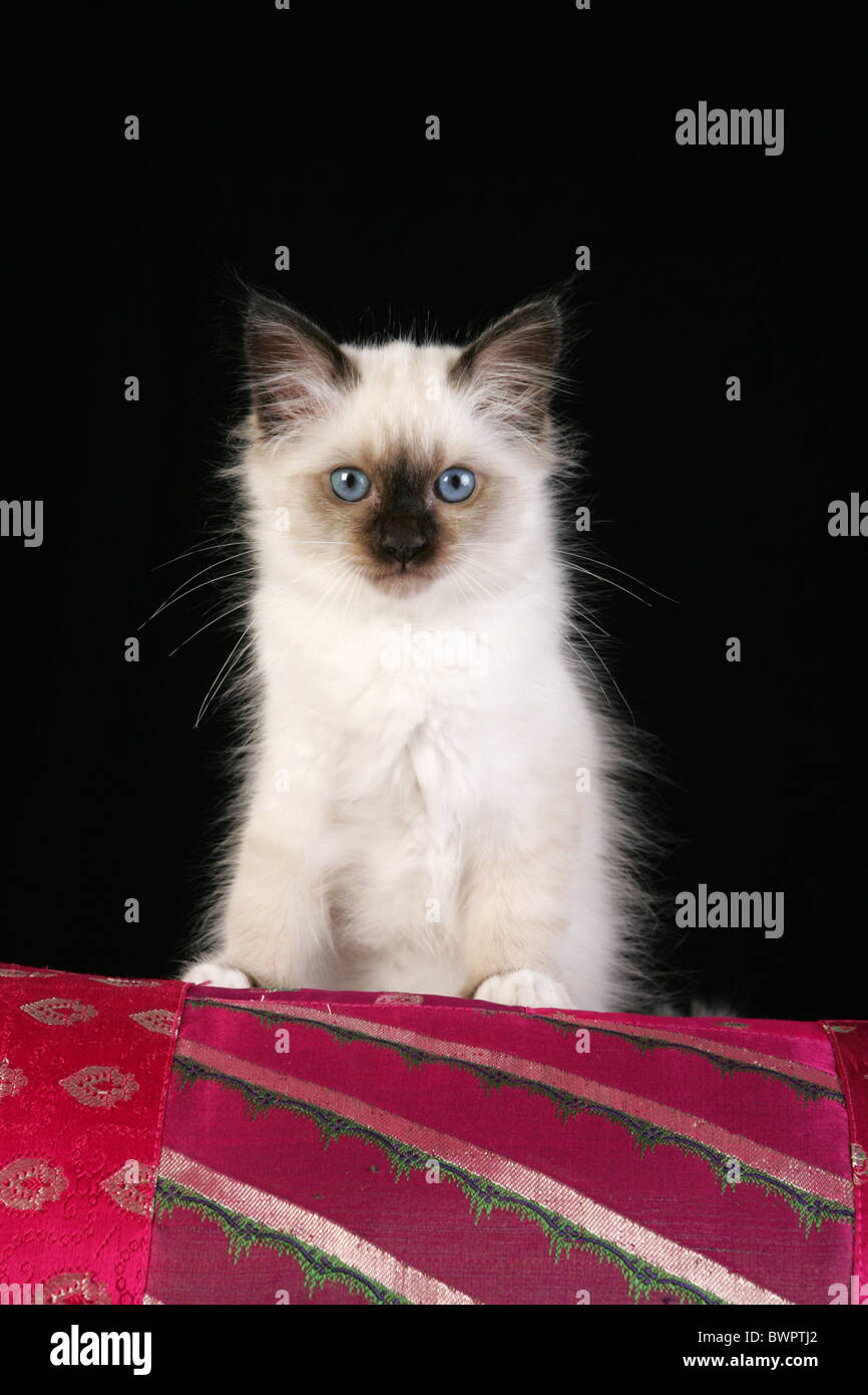 Sacred Birman kitten Stock Photo - Alamy