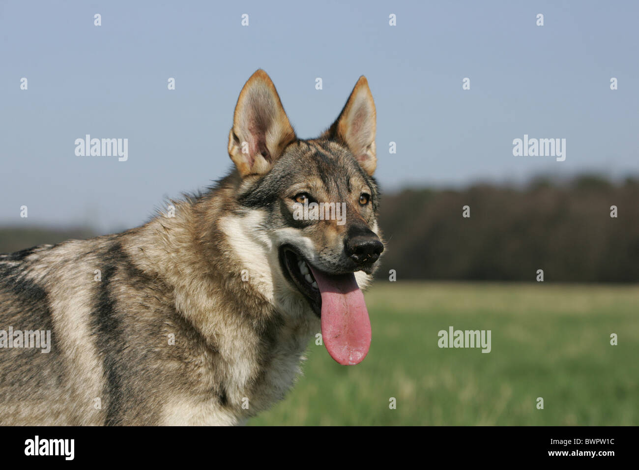 Picture of Czechoslovakian wolfdog portrait Stock Photo - Alamy