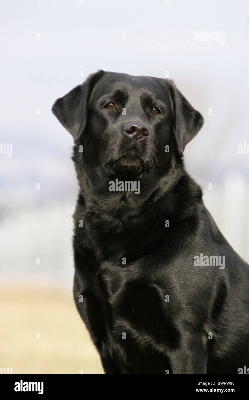 Labrador Retriever Portrait Stock Photo - Alamy