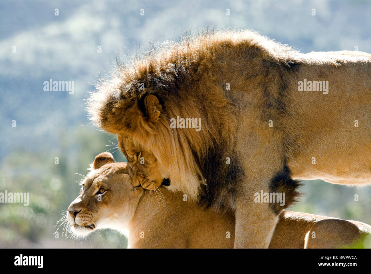 African Lion Panthera leo two lions couple female male together Stock Photo
