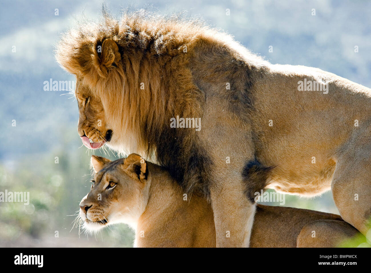 African Lion Panthera leo two lions couple female male together Stock Photo