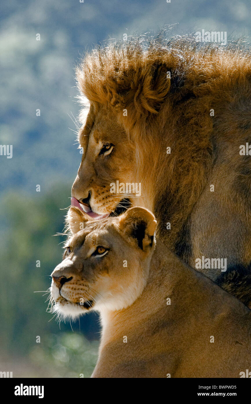 African Lion Panthera leo two lions couple female male together Stock Photo