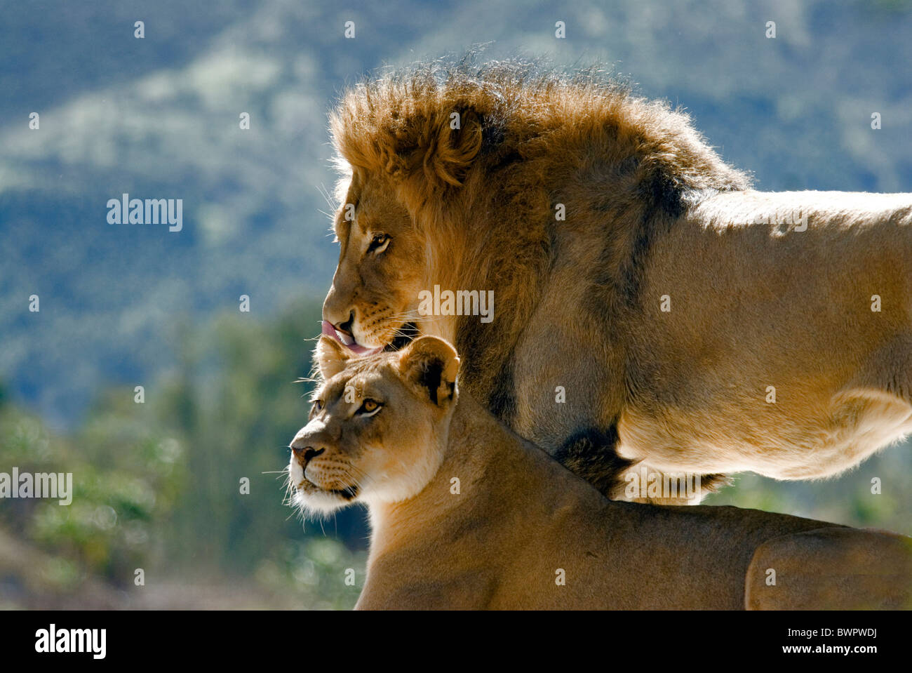 African Lion Panthera leo two lions couple female male together Stock Photo