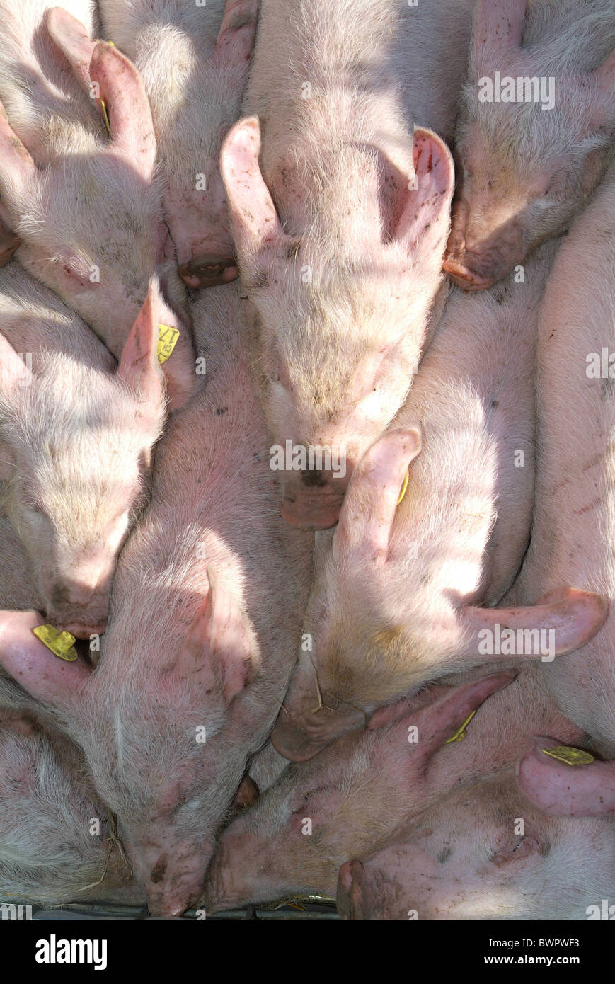Pigs piglet piglets shortage cramped pork bacon farm farming agriculture food breeding animals animal pi Stock Photo