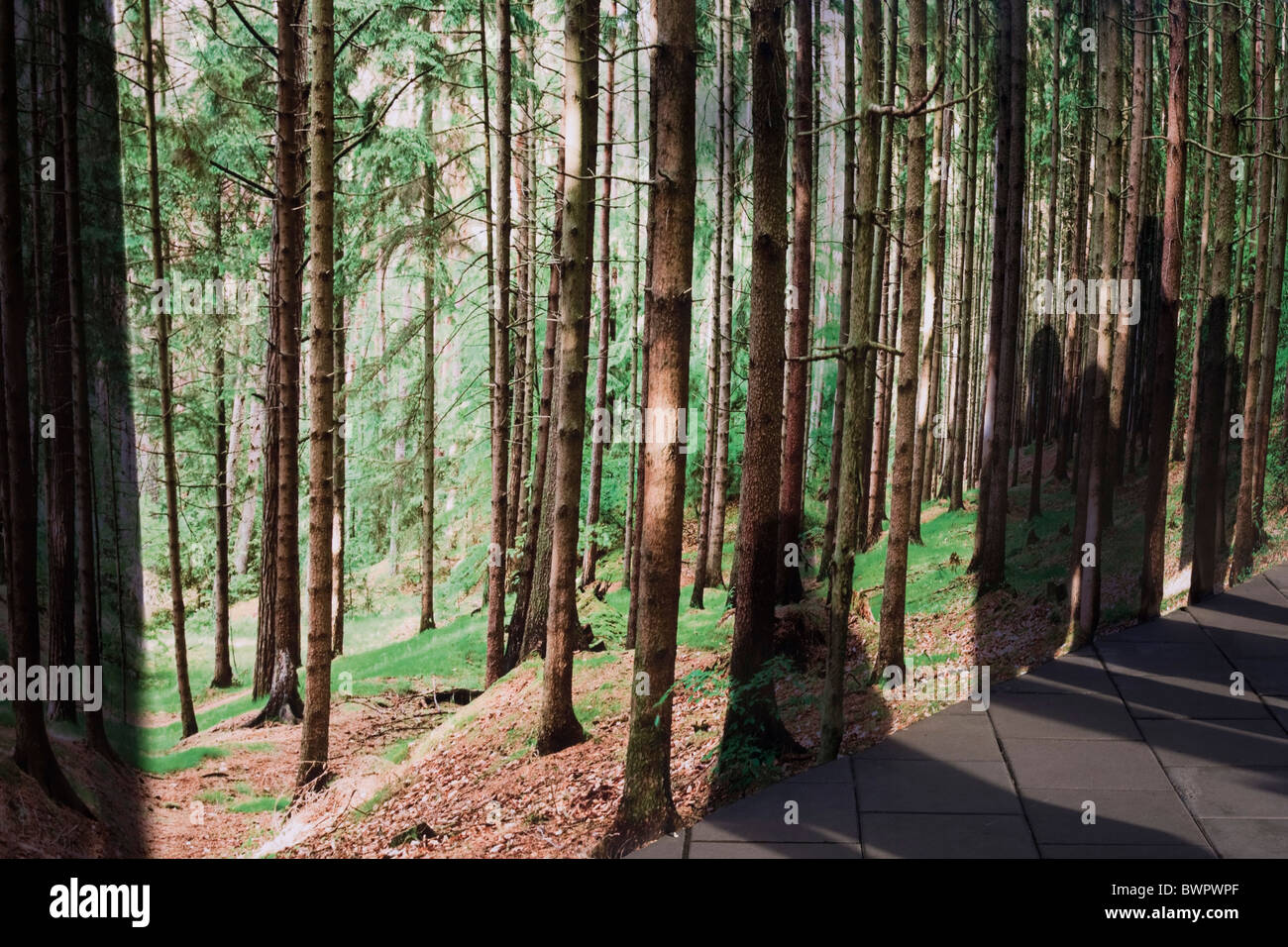 Artwork of forest backdrop with tall, straight pine trees and shadows of anonymous passers-by. Stock Photo