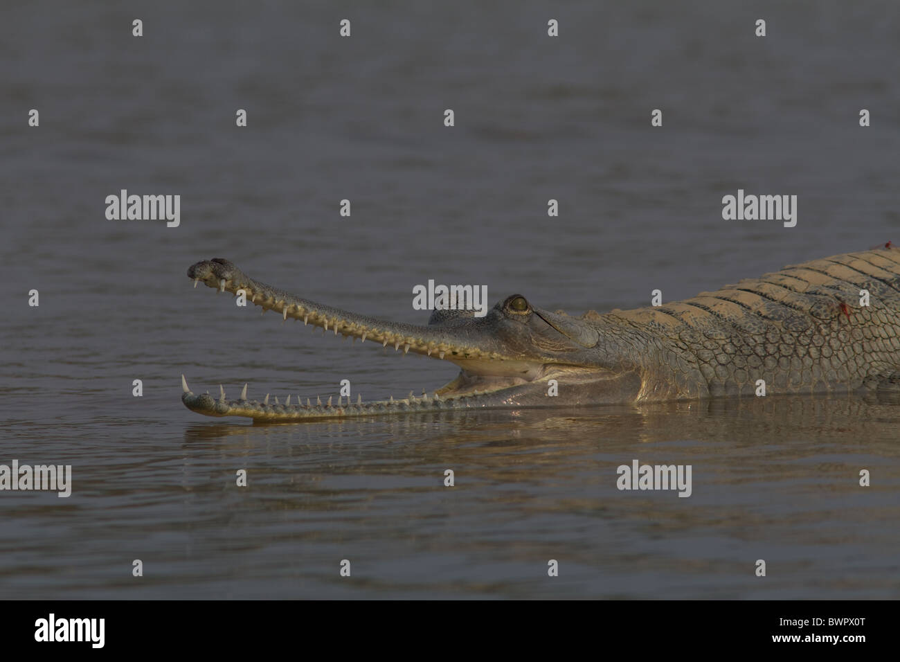 Gharial with mouth open in the Chambal River at National Chambal Sanctuary, India Stock Photo