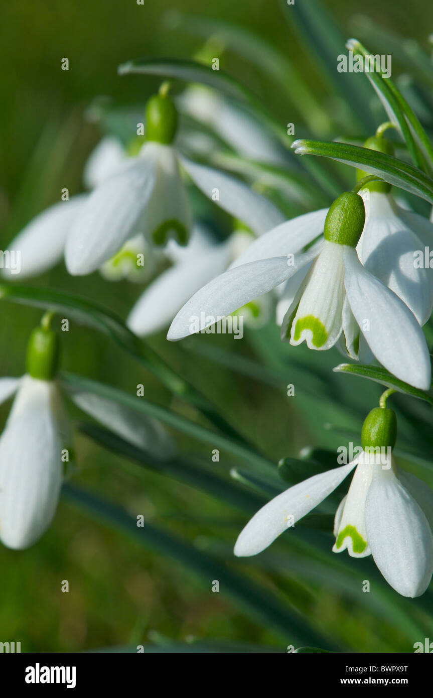 British Snowdrop in spring sunshine Stock Photo