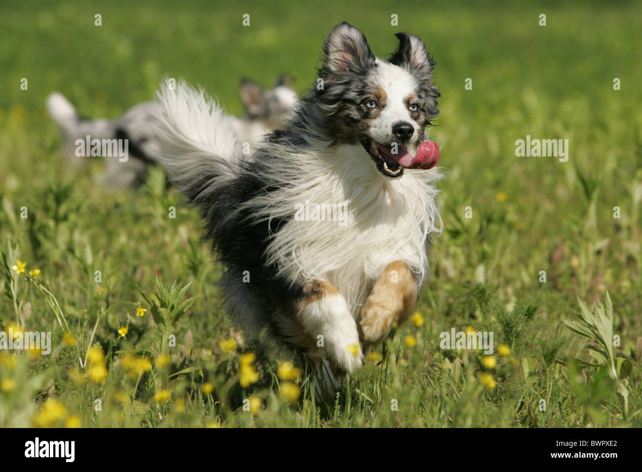 Mini Aussie Runt running Miniature Australian Shepherd Stock Photo - Alamy