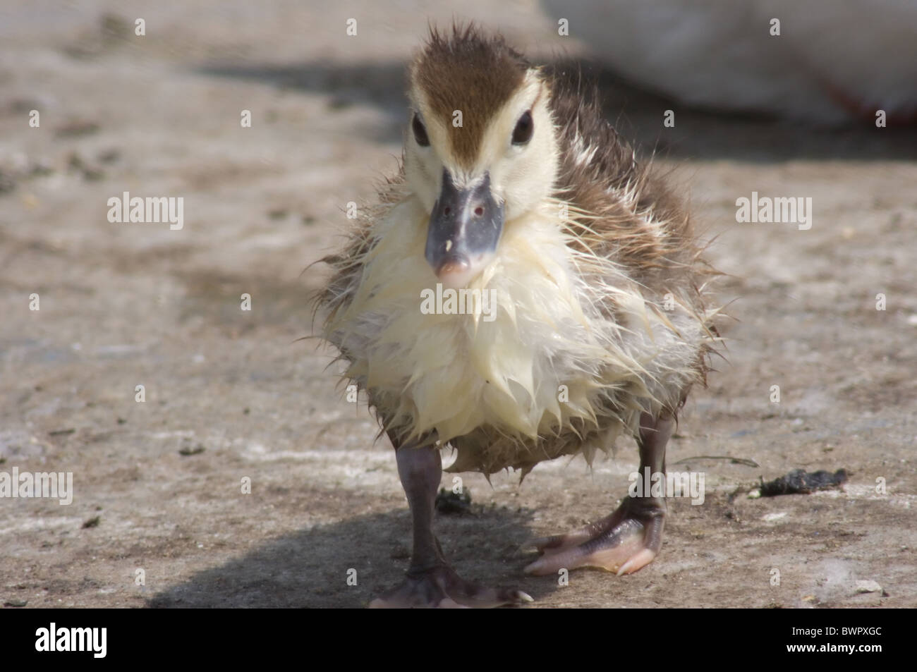 Baby duck after taking a bath Stock Photo Alamy