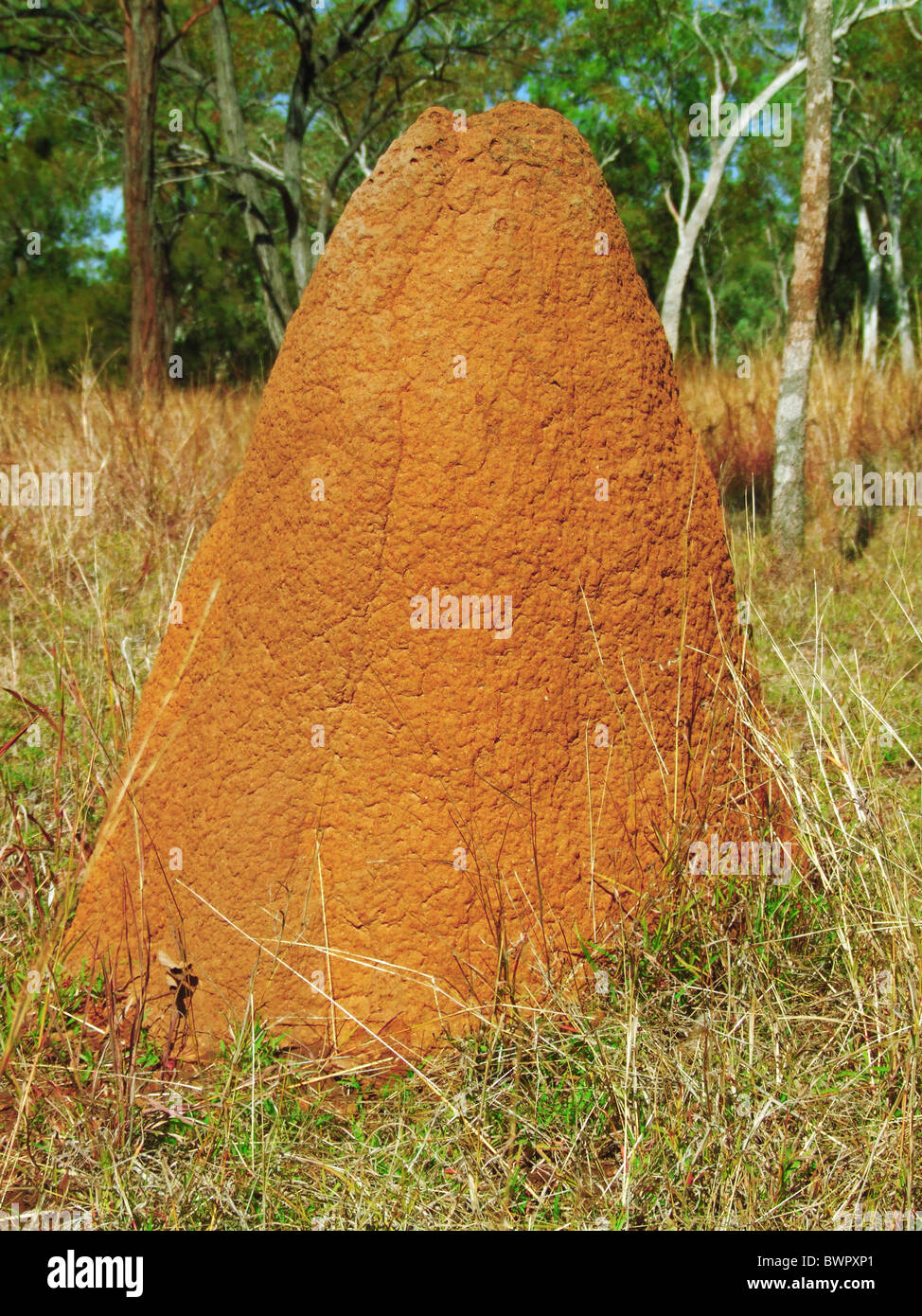 Termites Australia Queensland Cape York Termite Termite Hill Termite Stock Photo Alamy
