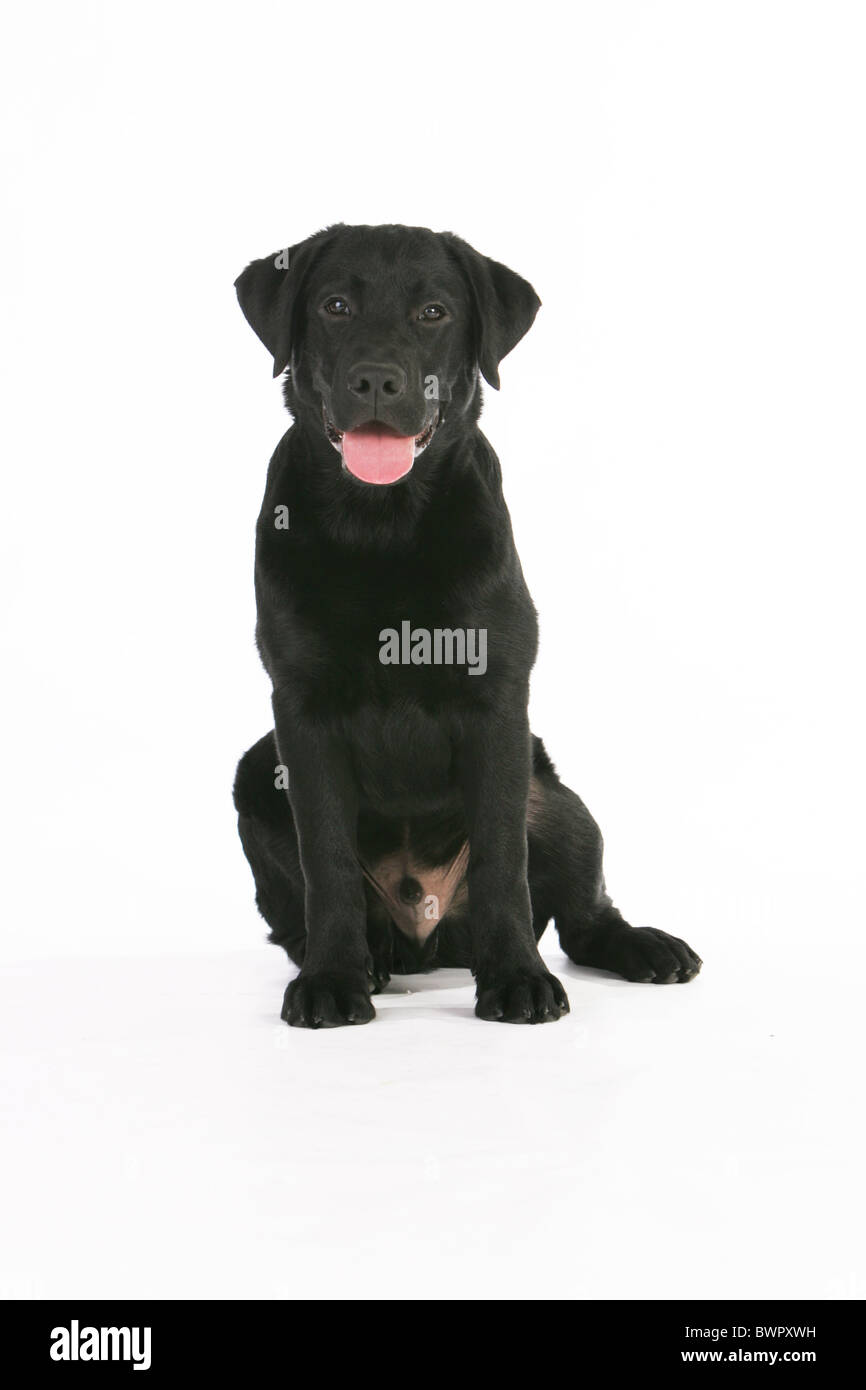 young Labrador Retriever Stock Photo Alamy