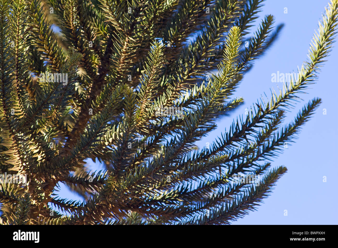 Araucaria angustifolia tree under blue sky Stock Photo